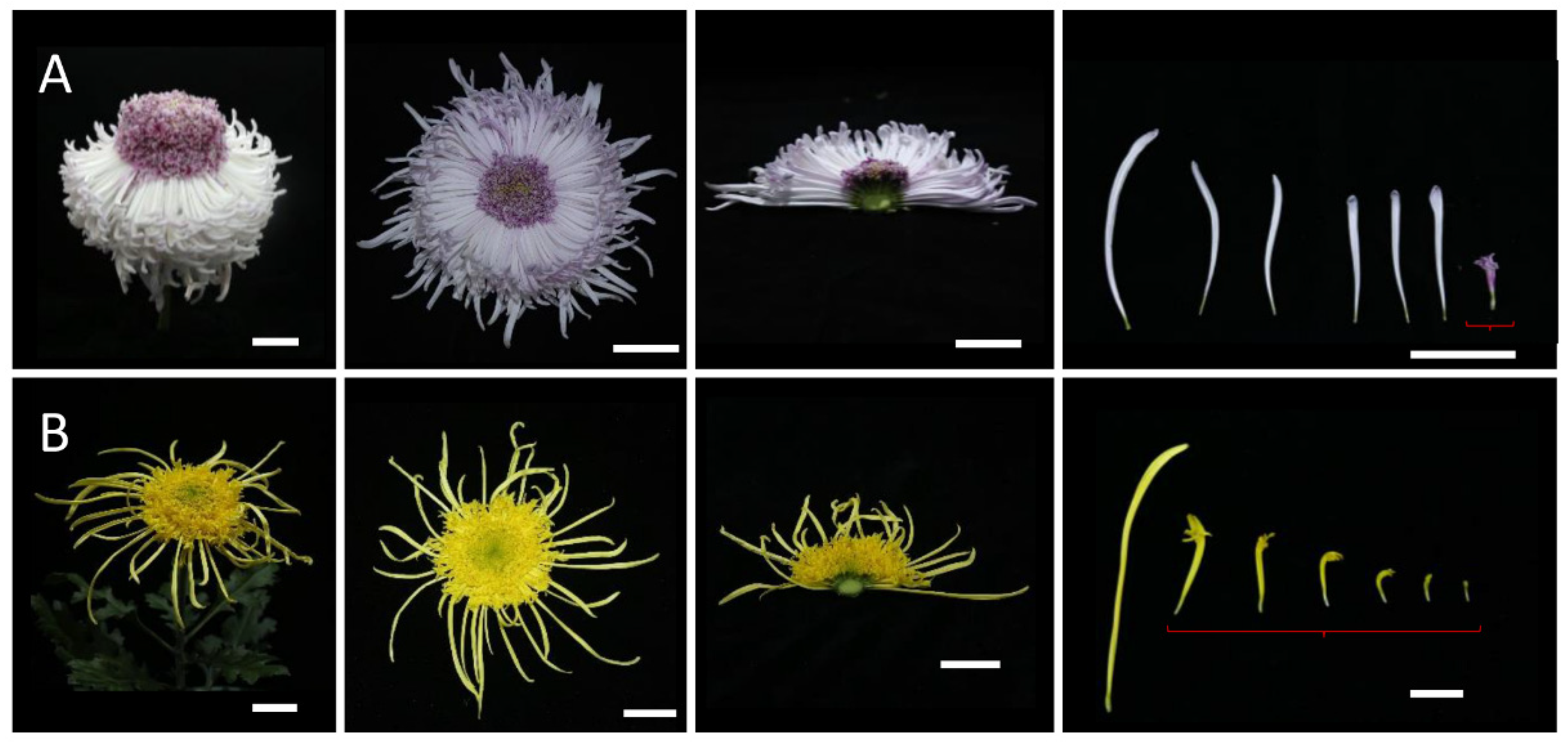 Plants 12 03728 g006