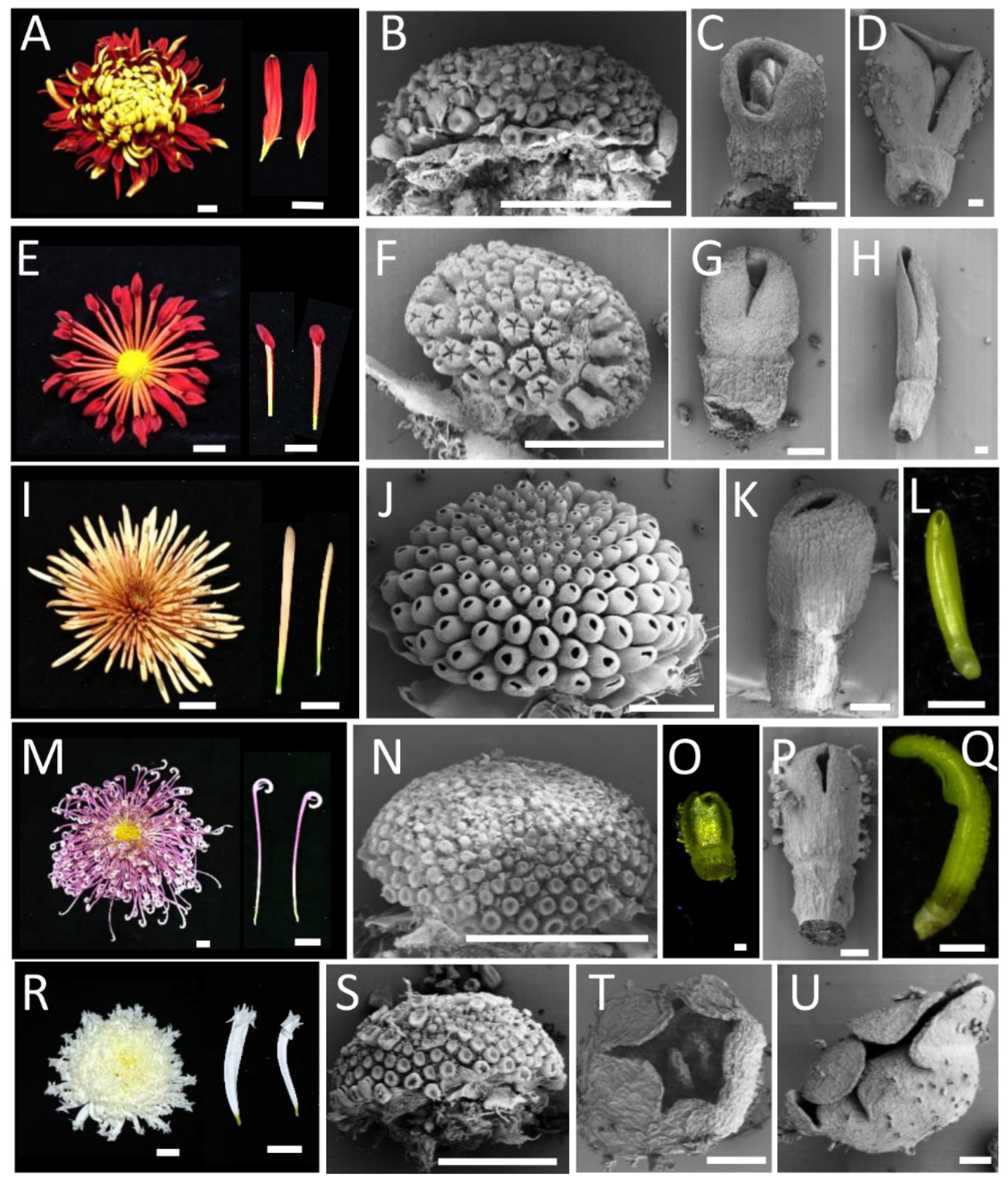 Plants 12 03728 g007