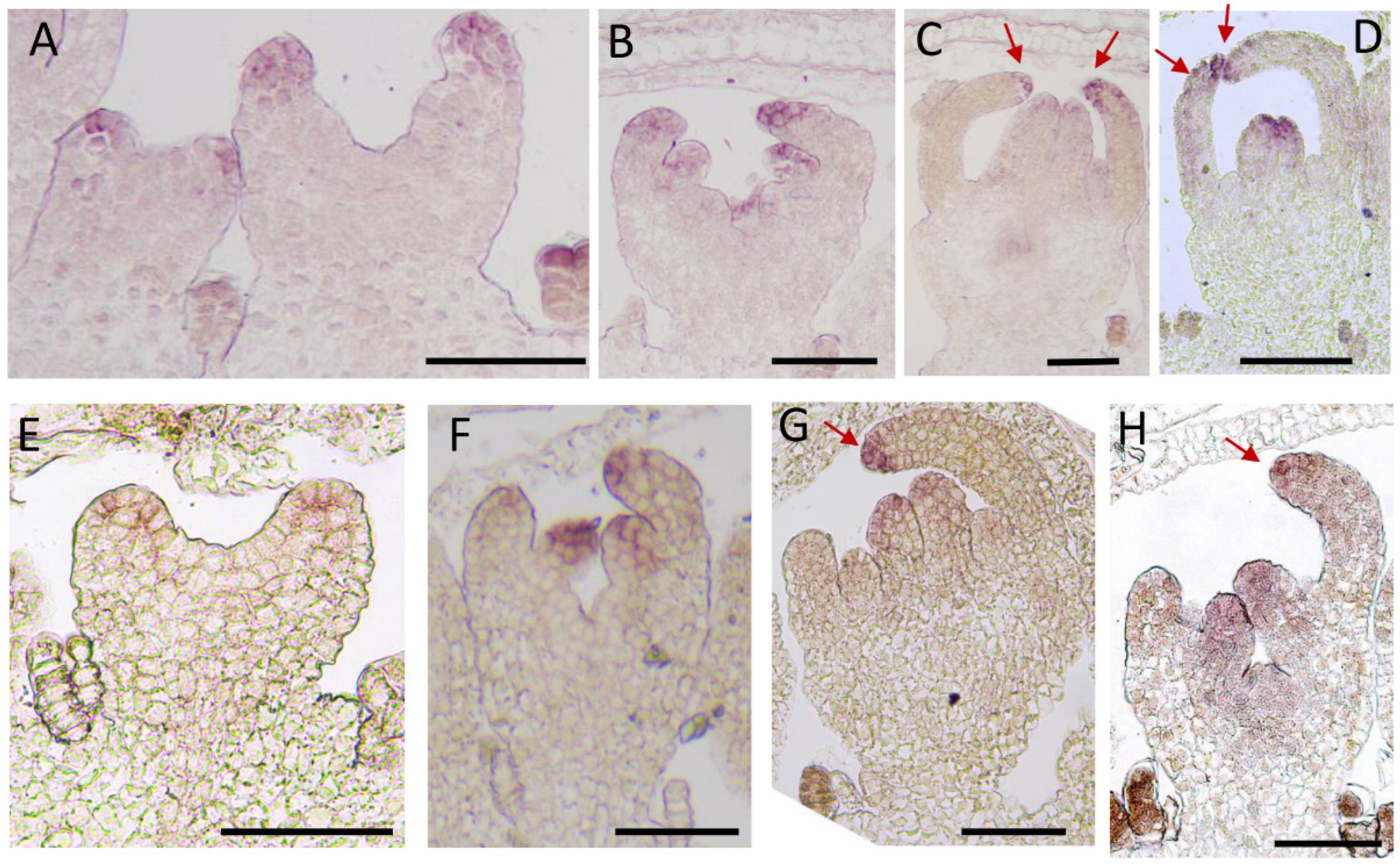 Plants 12 03728 g008