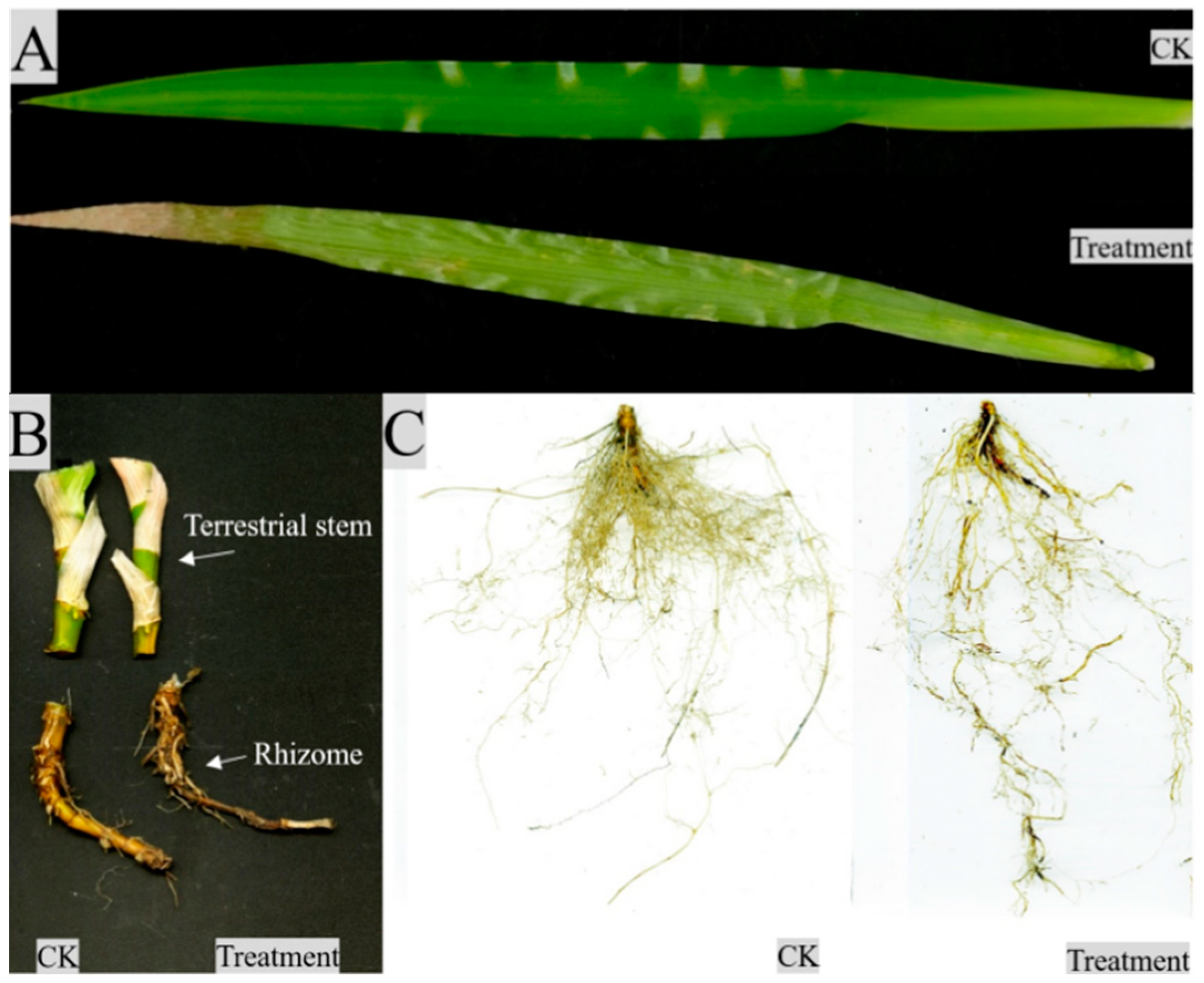 Plants 12 03729 g003