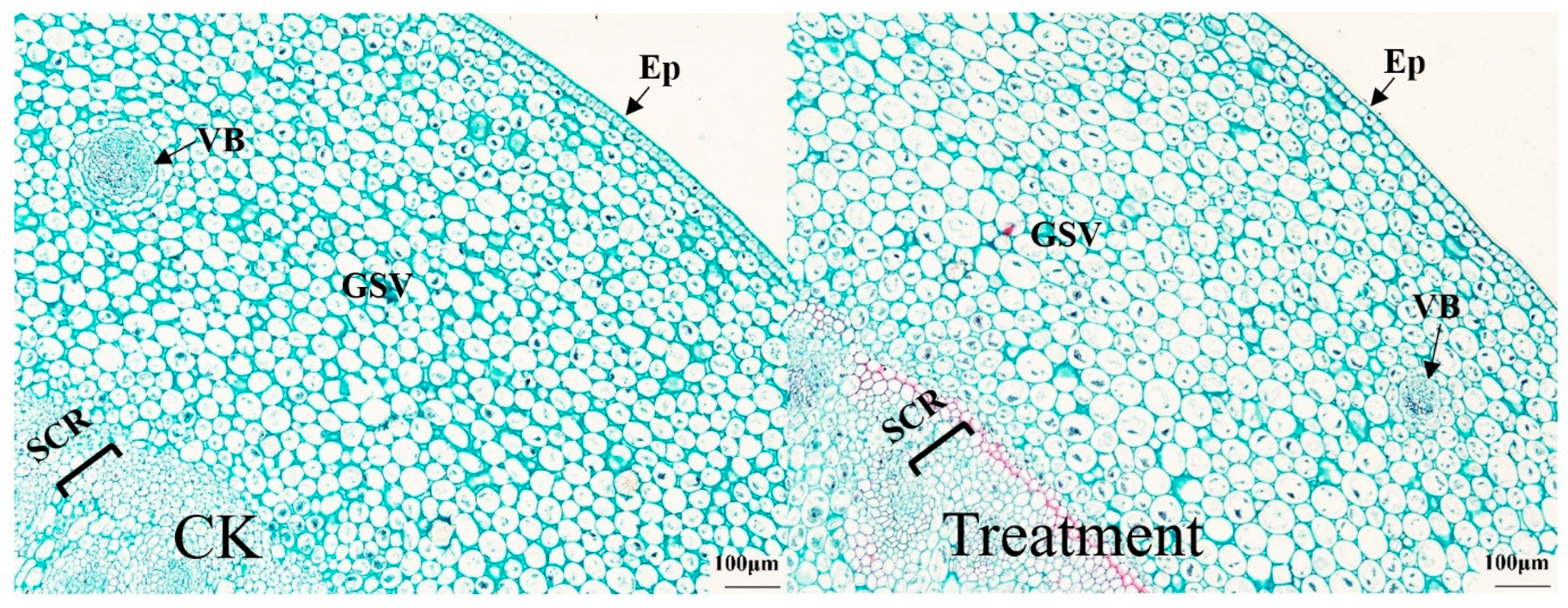 Plants 12 03729 g004
