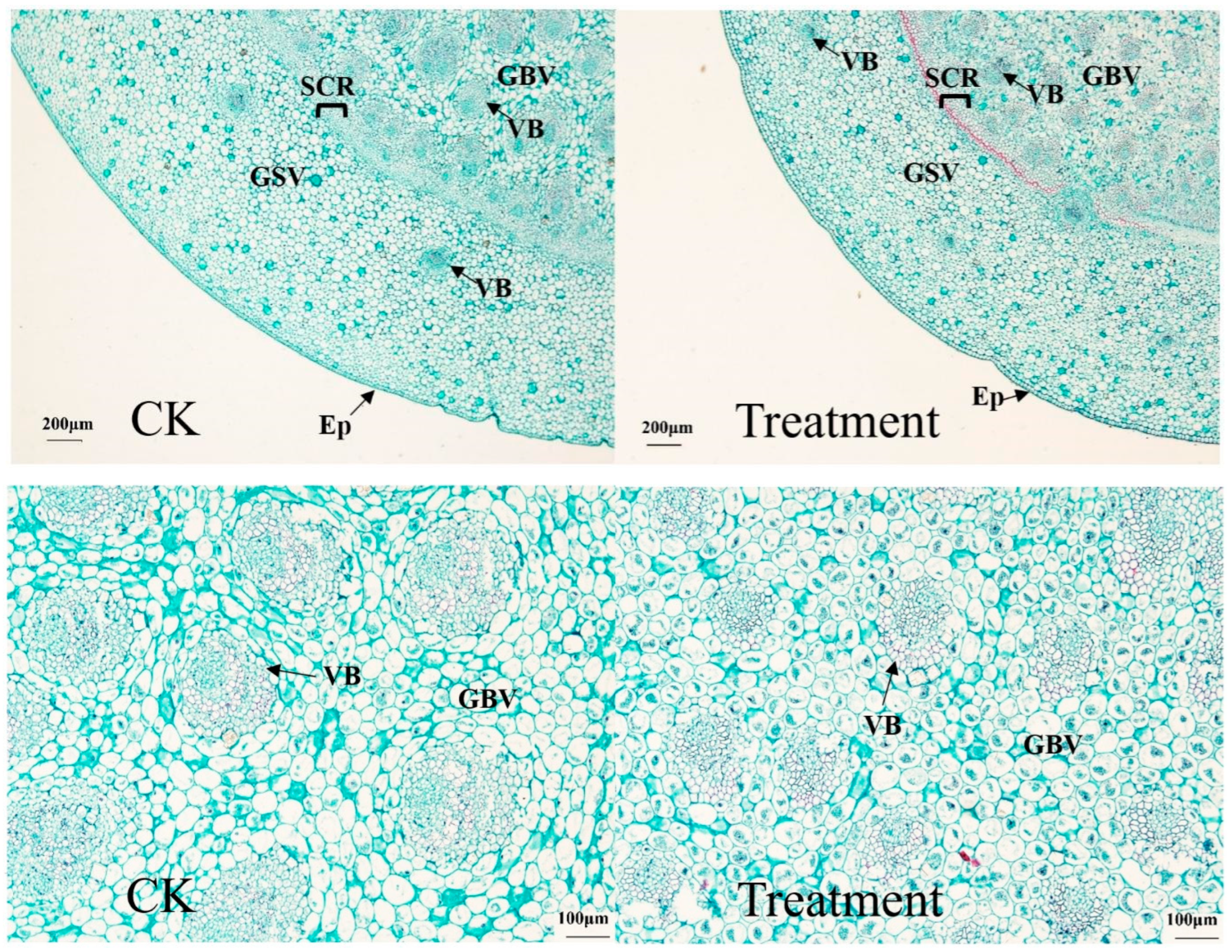 Plants 12 03729 g005