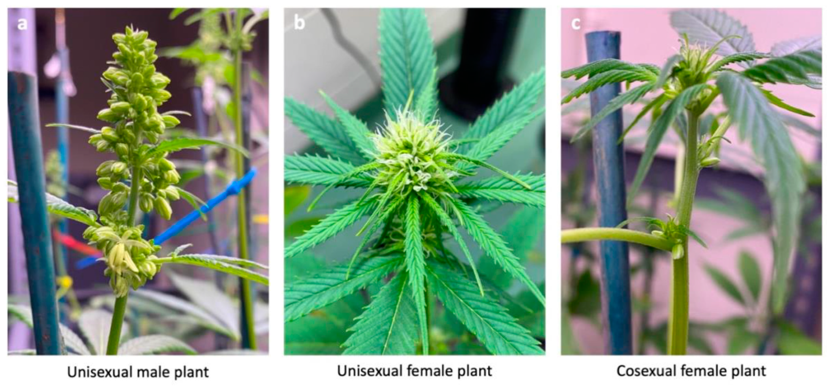 Plants 12 03731 g005 Plants 12 03731 g005