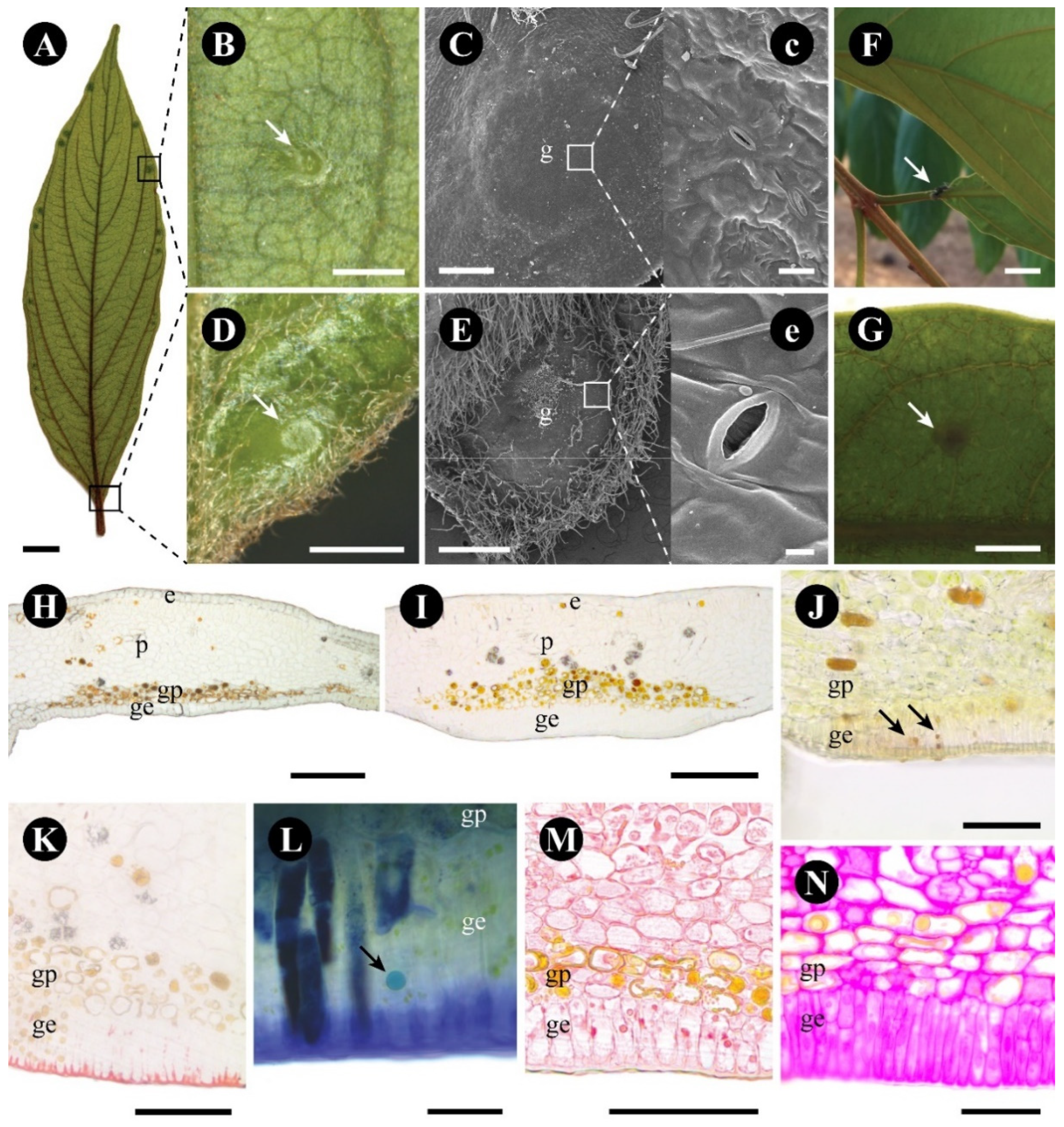 Plants 12 03732 g001