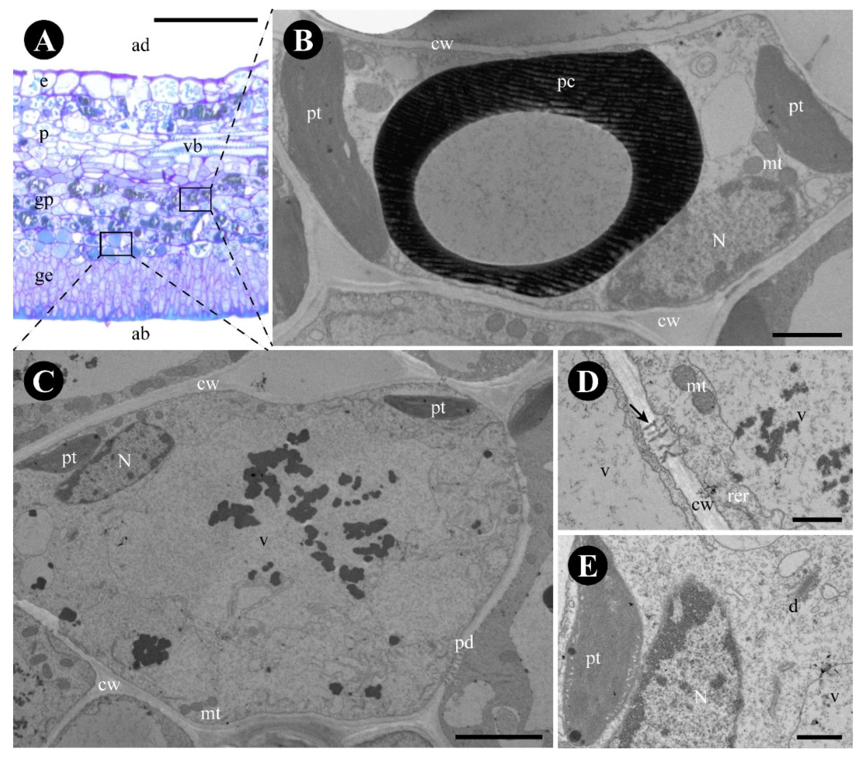 Plants 12 03732 g003