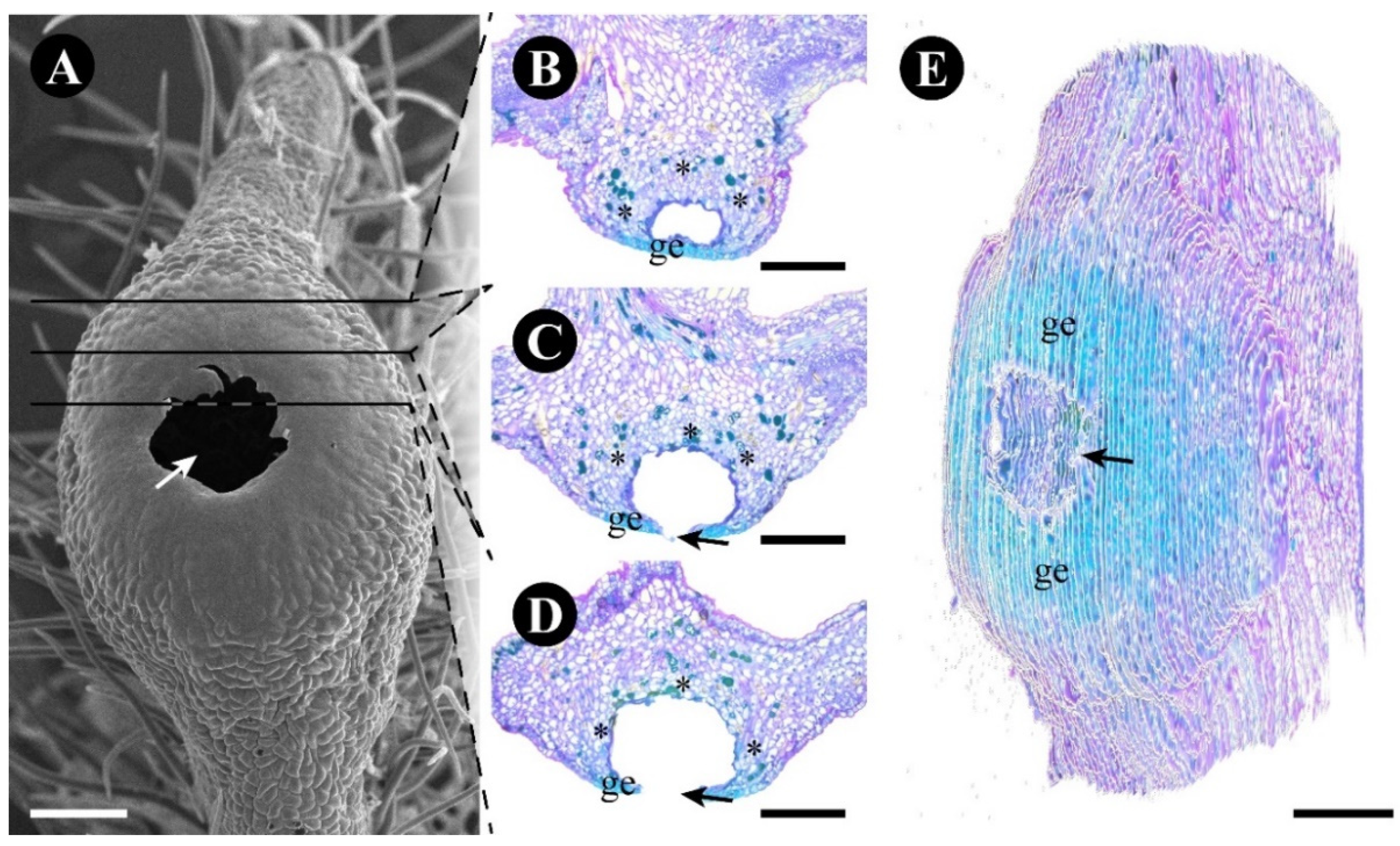 Plants 12 03732 g007