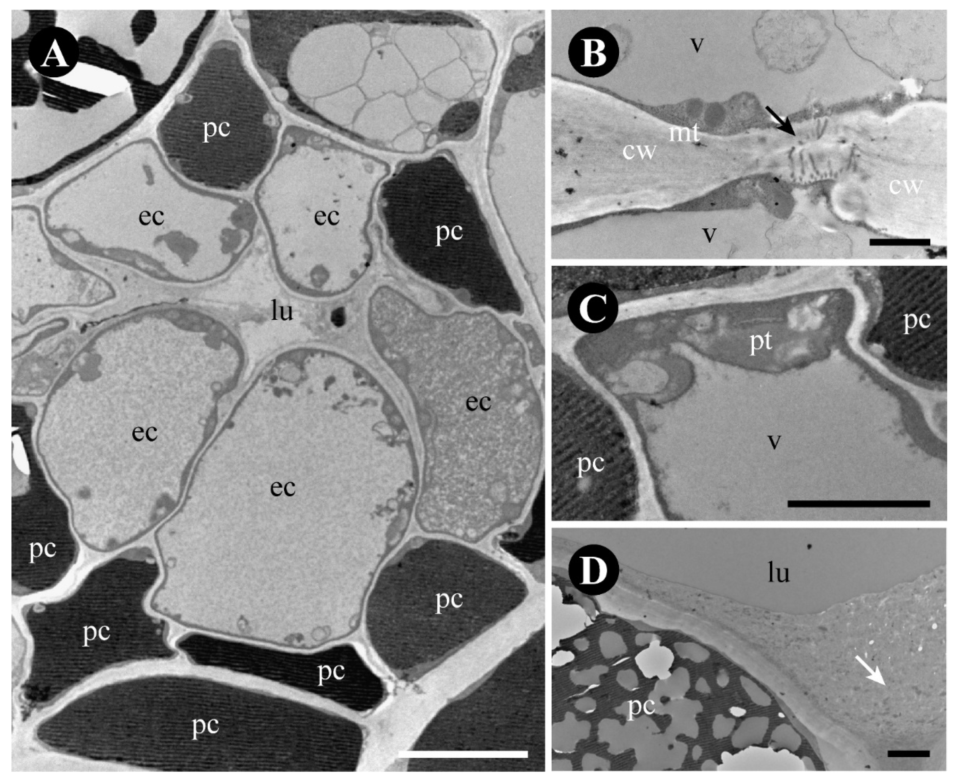 Plants 12 03732 g009