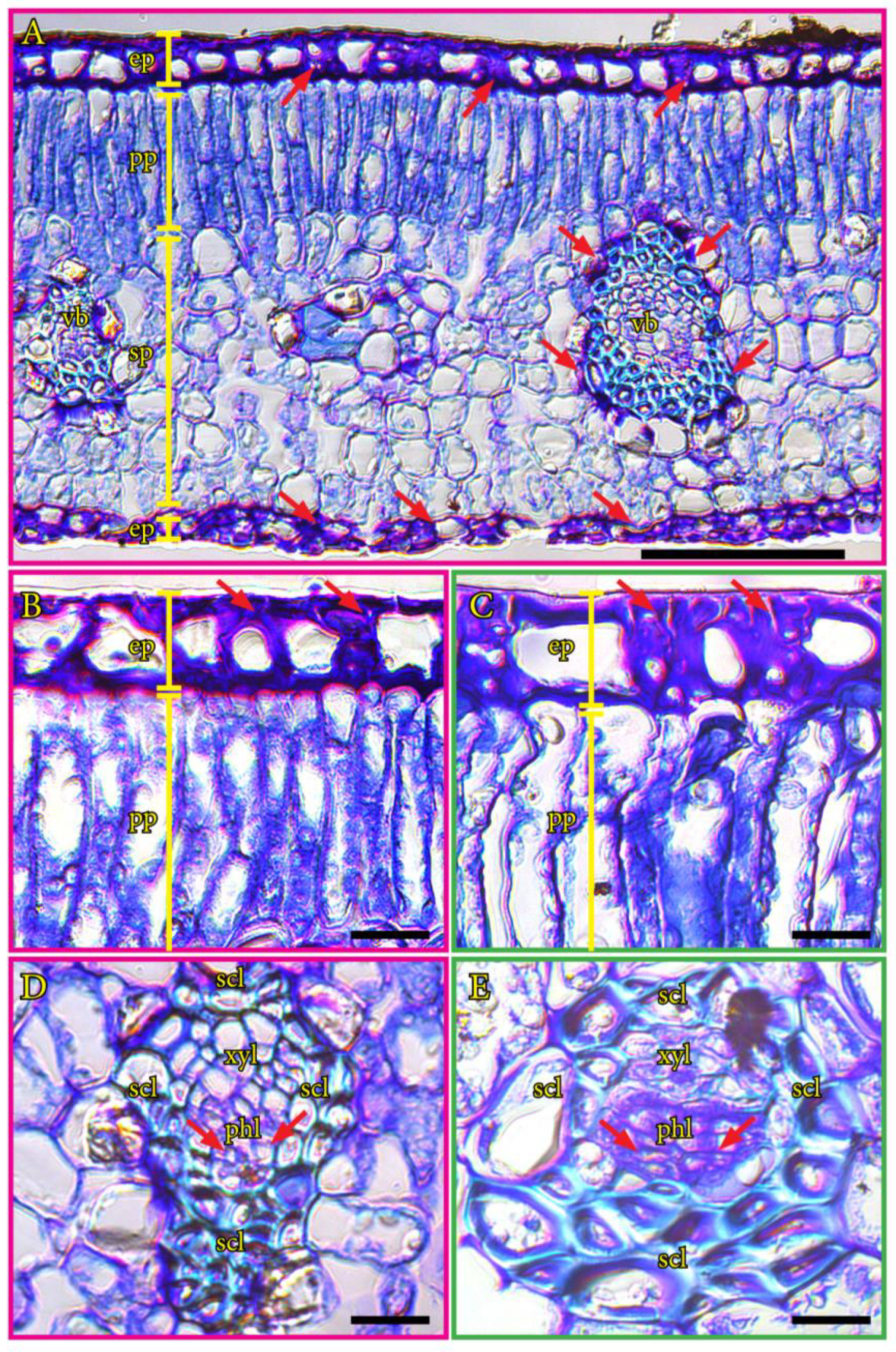 Plants 12 03738 g004