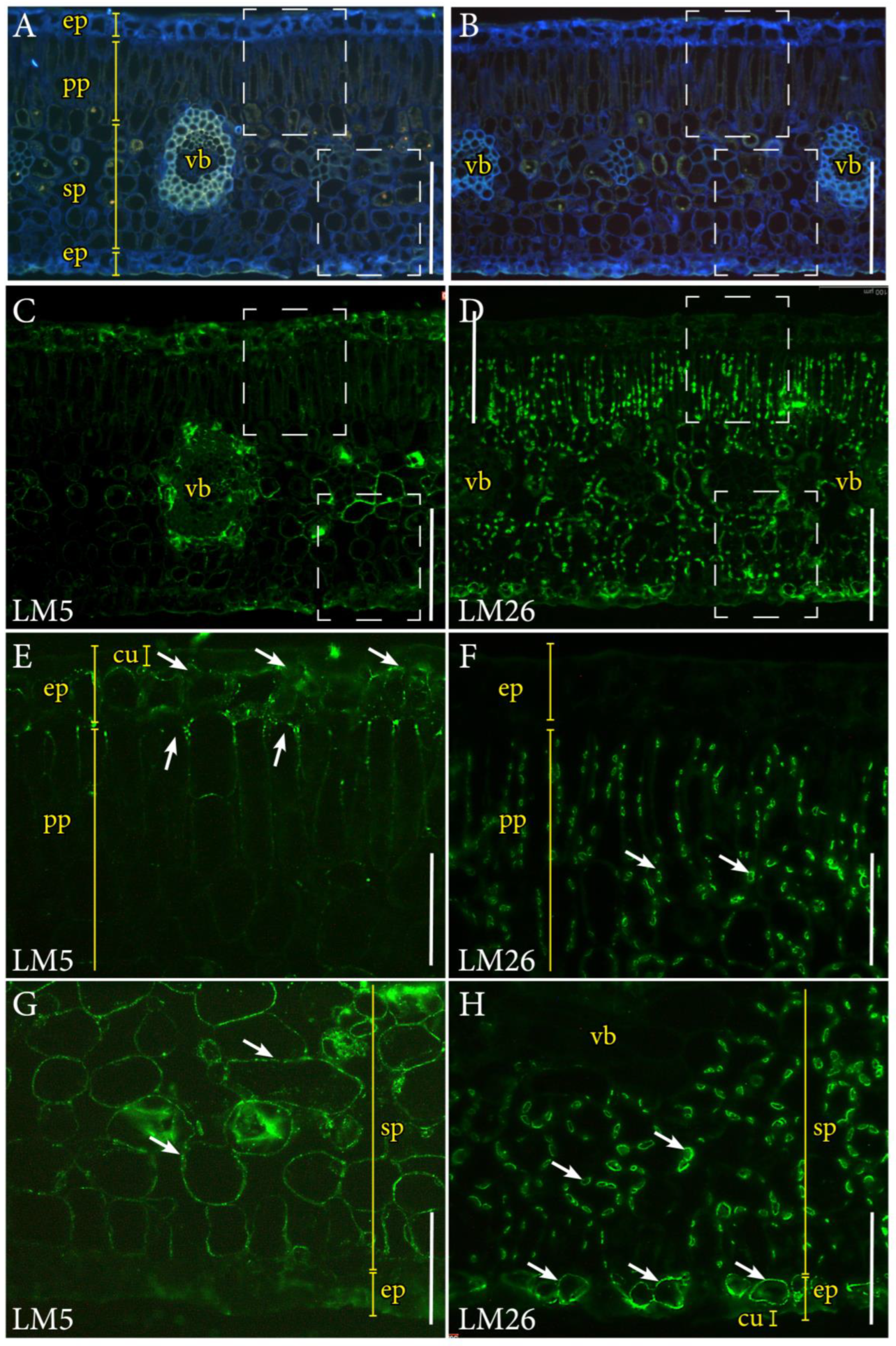Plants 12 03738 g005