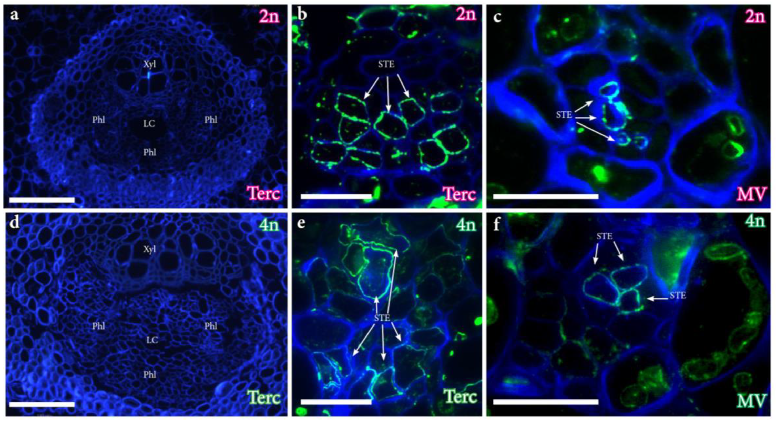 Plants 12 03738 g006