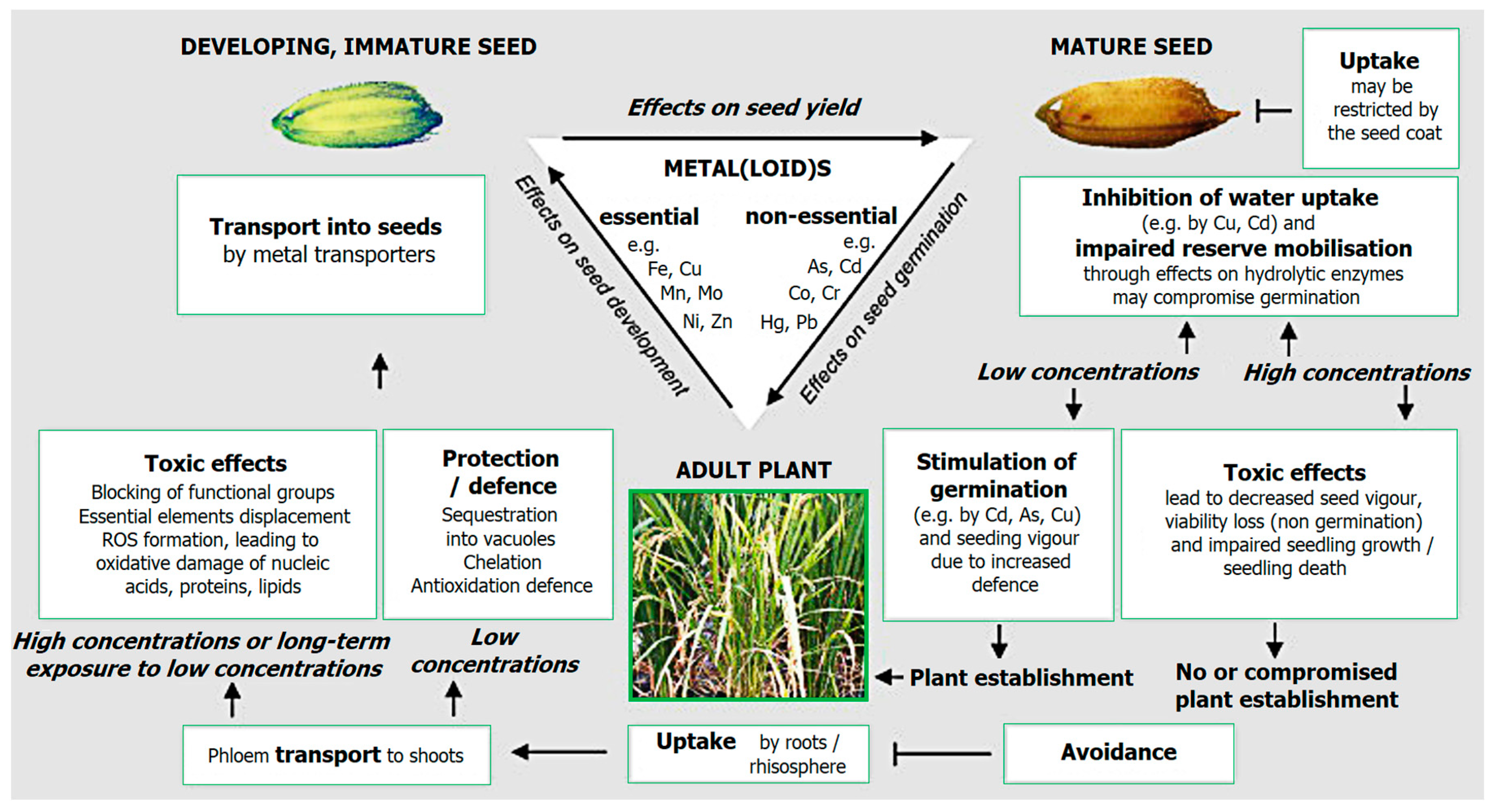 Plants 12 03754 g002