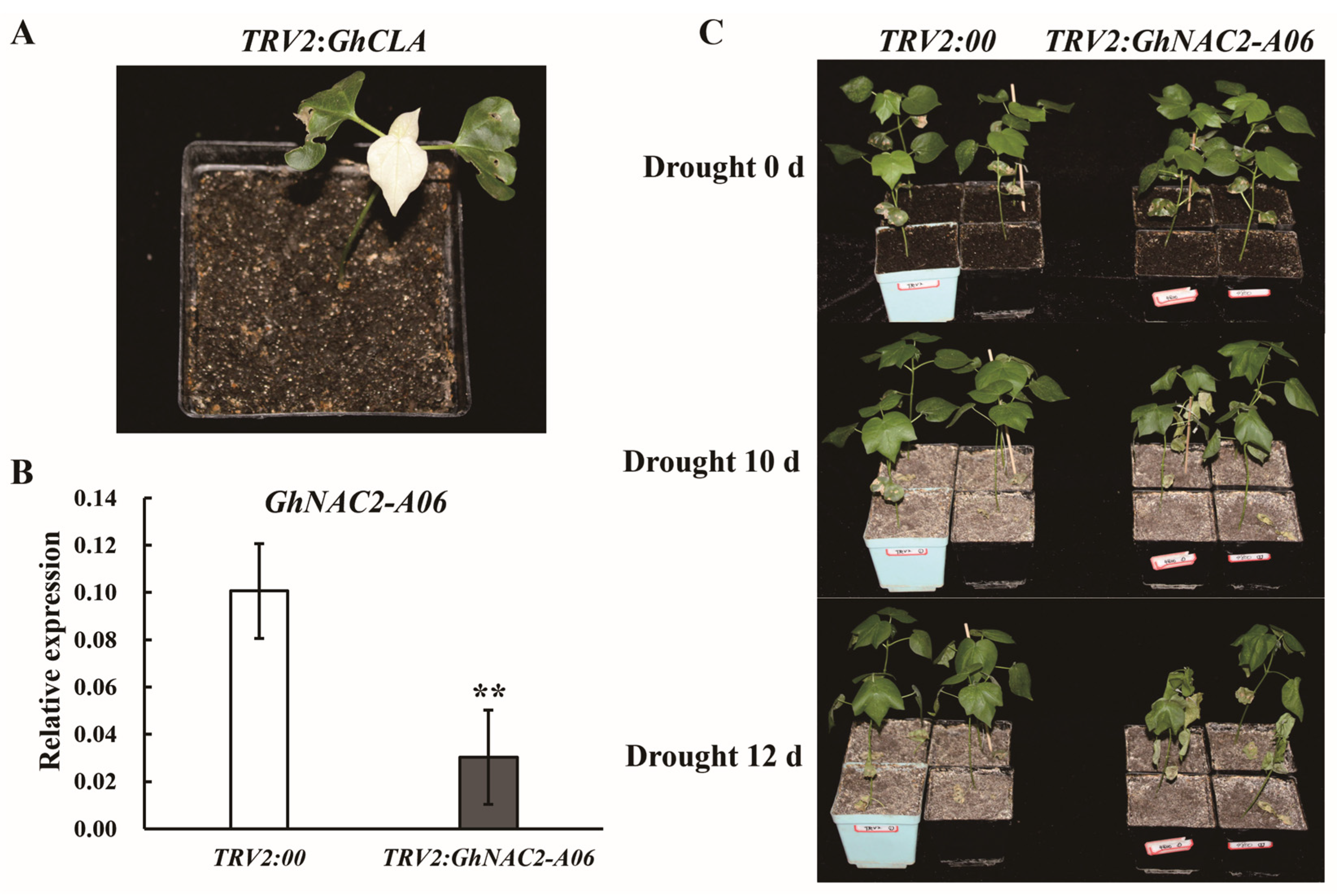 Plants 12 03755 g003