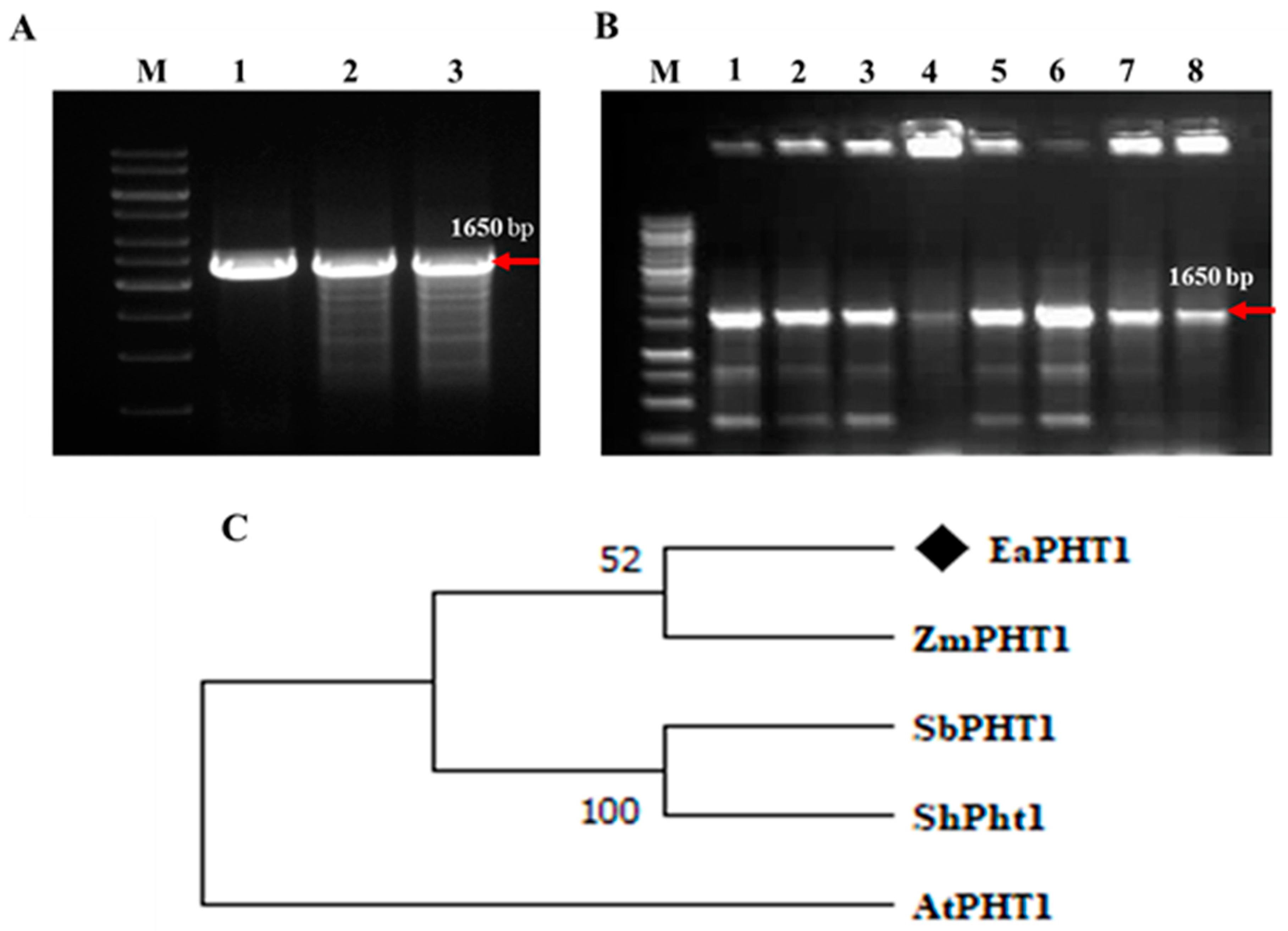 Plants 12 03760 g001