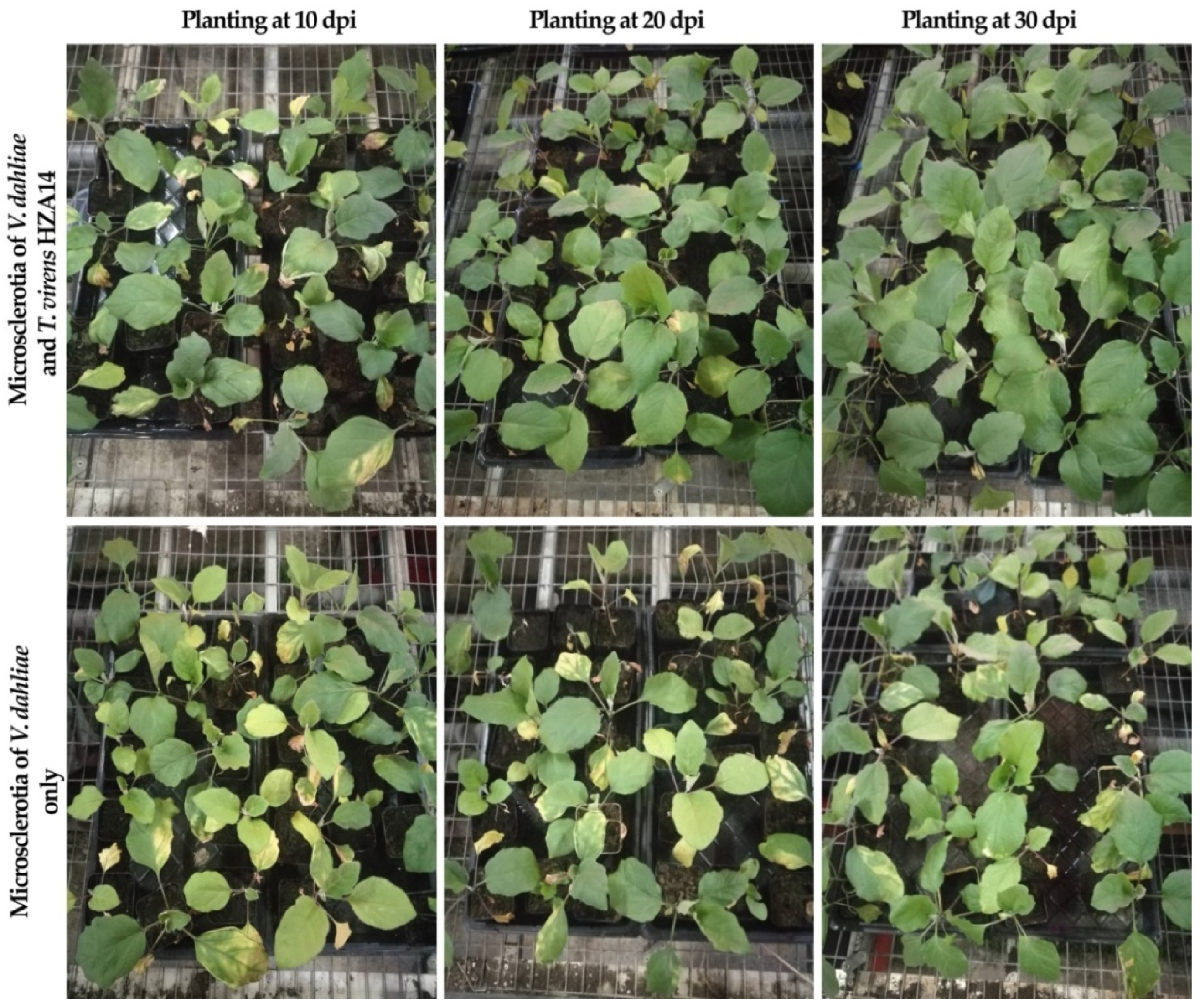 Plants 12 03761 g004 Plants 12 03761 g004