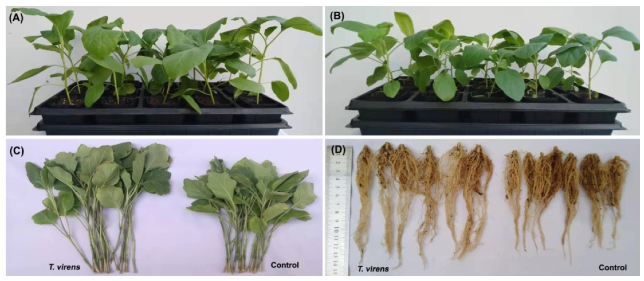 Plants 12 03761 g005 Plants 12 03761 g005