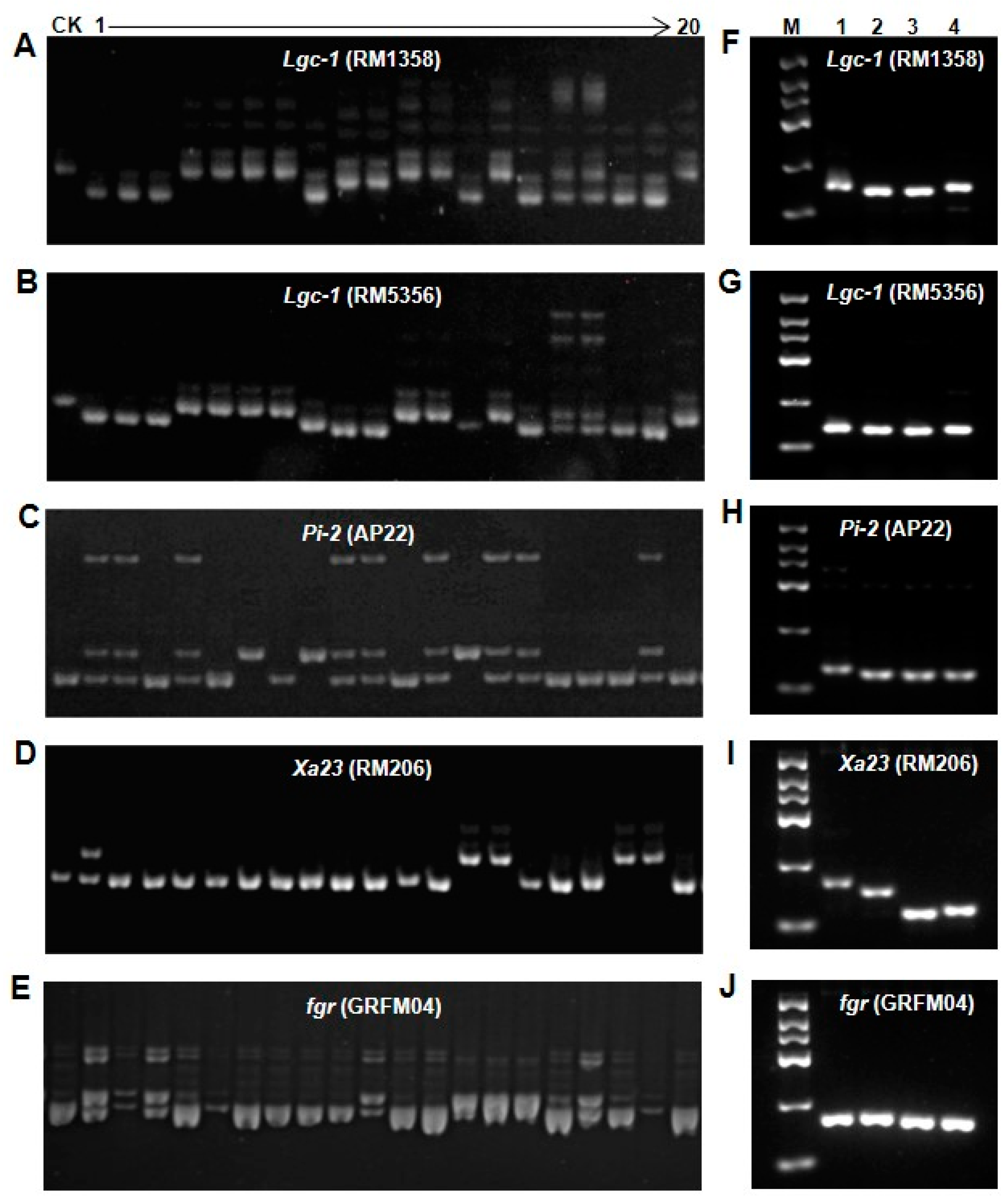 Plants 12 03763 g002