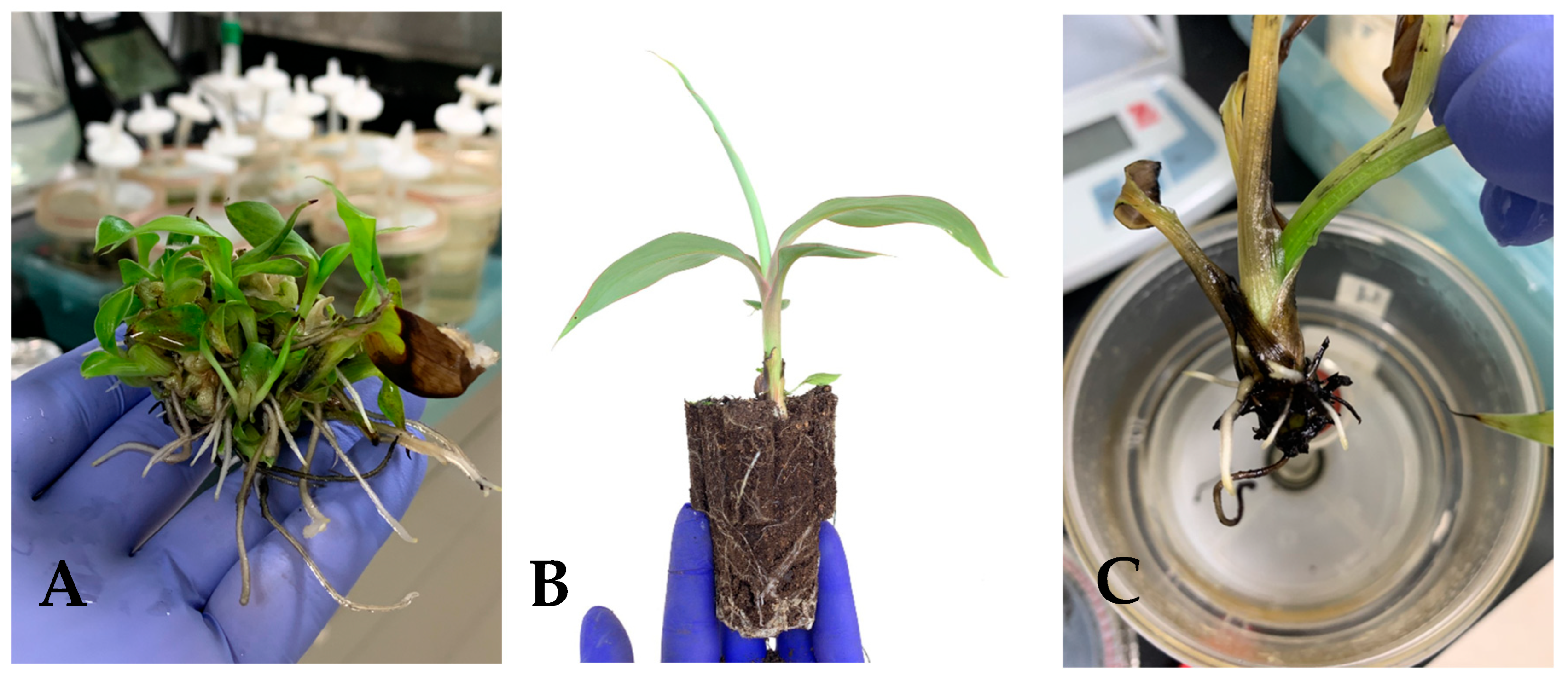 Plants 12 03770 g004