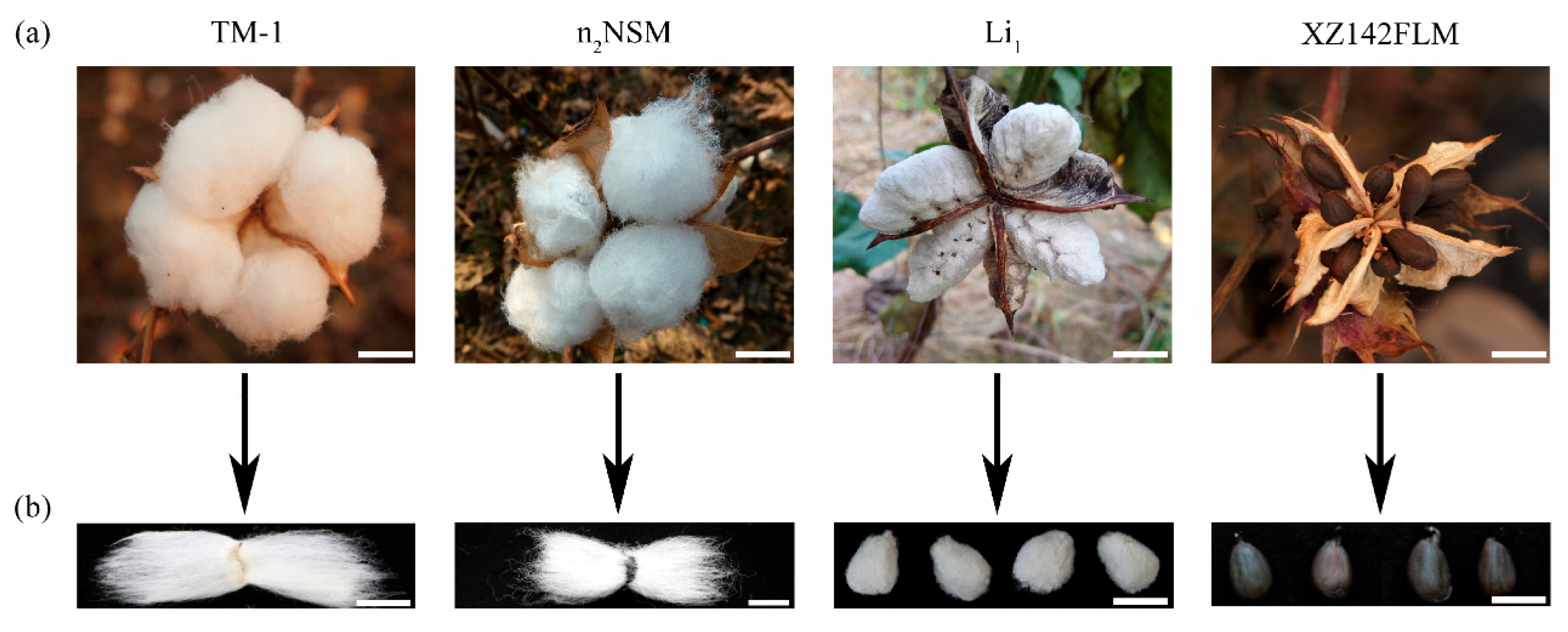 Plants 12 03771 g001