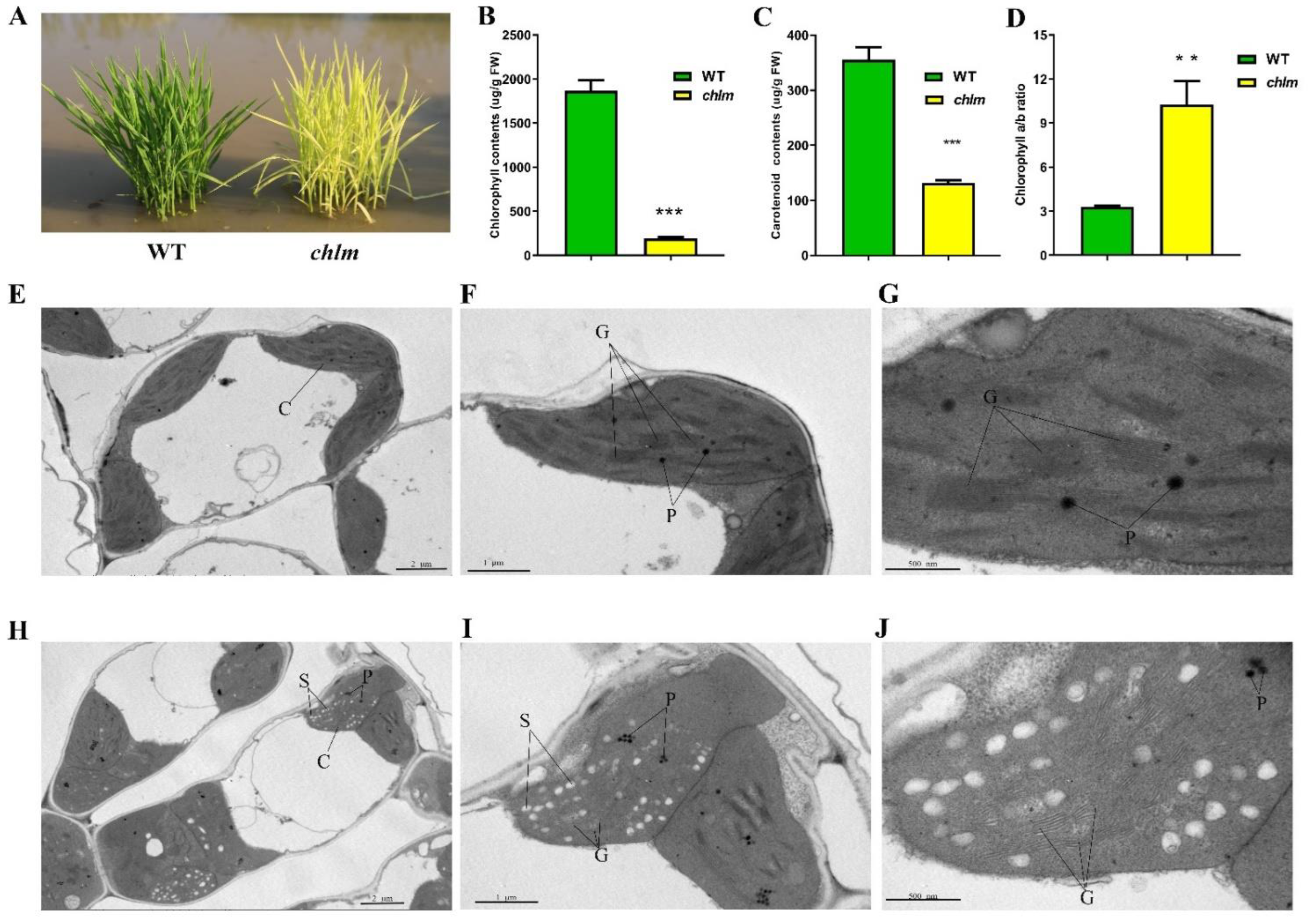 Plants 12 03785 g001
