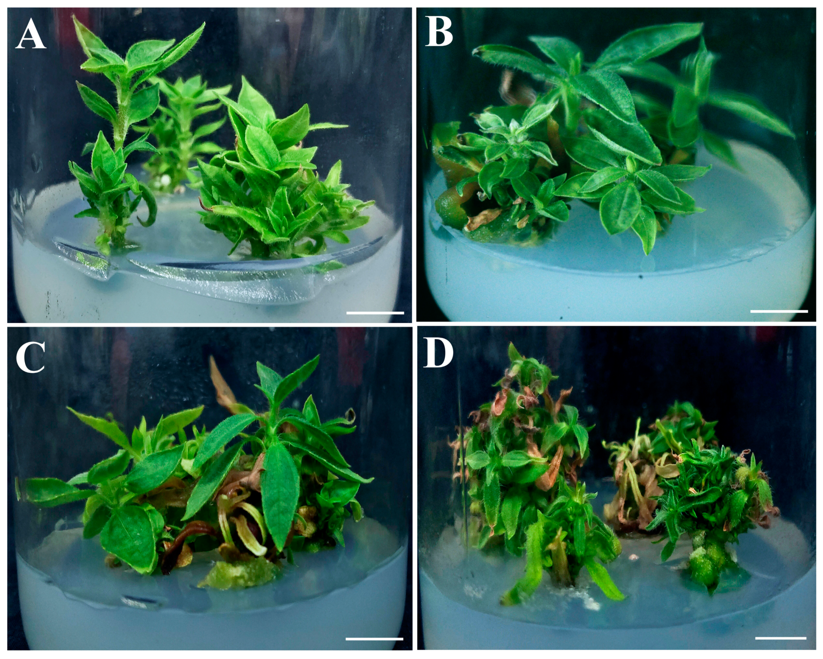 Plants 12 03789 g003