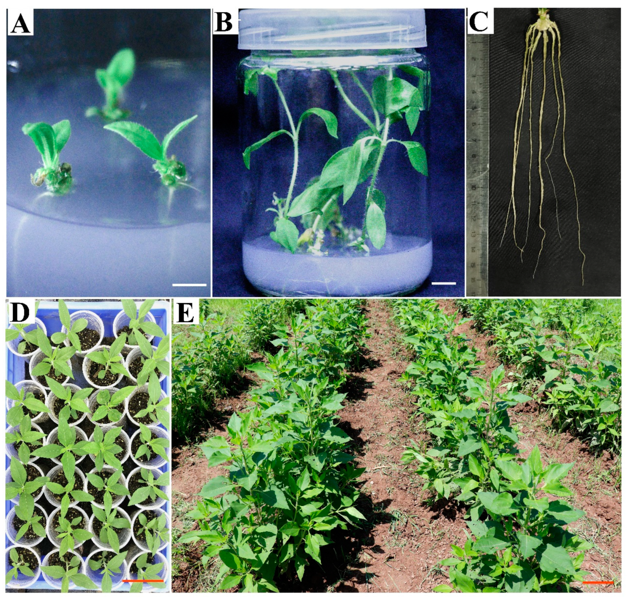 Plants 12 03789 g004