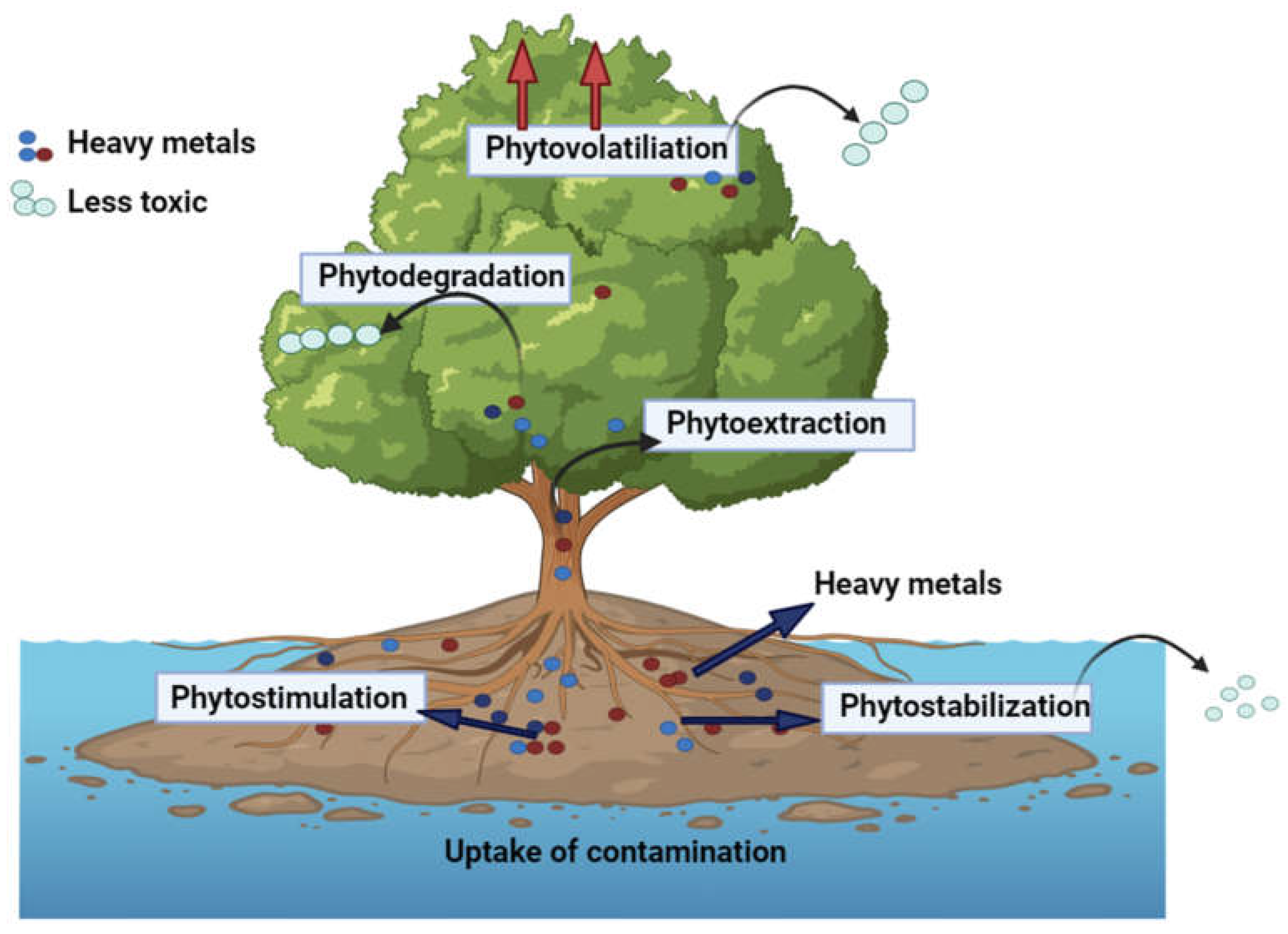 Plants 12 03816 g004 Plants 12 03816 g004