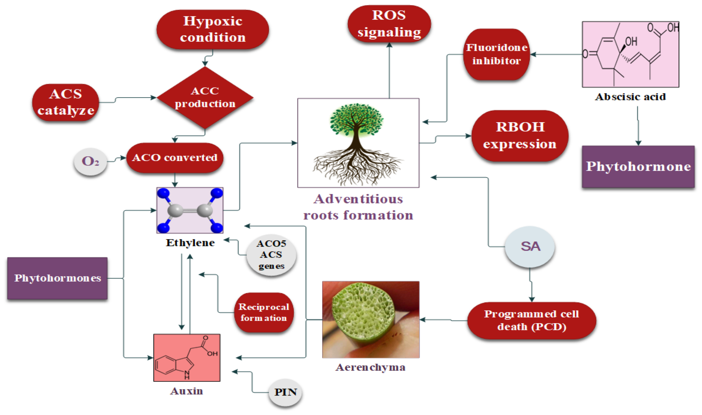 Plants 12 03824 g003 Plants 12 03824 g003