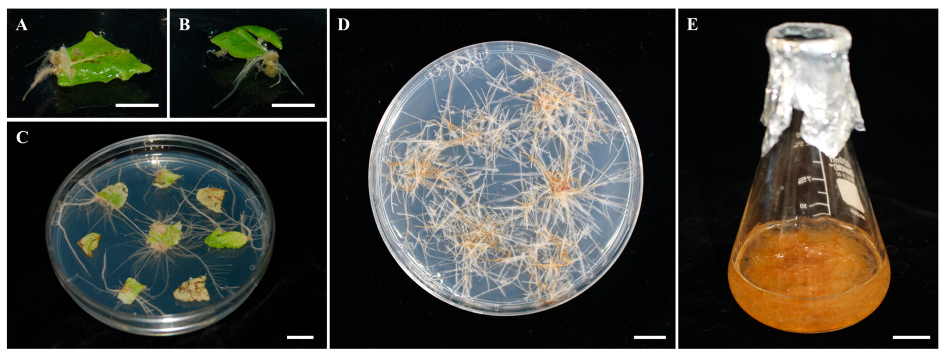 Plants 12 03840 g001