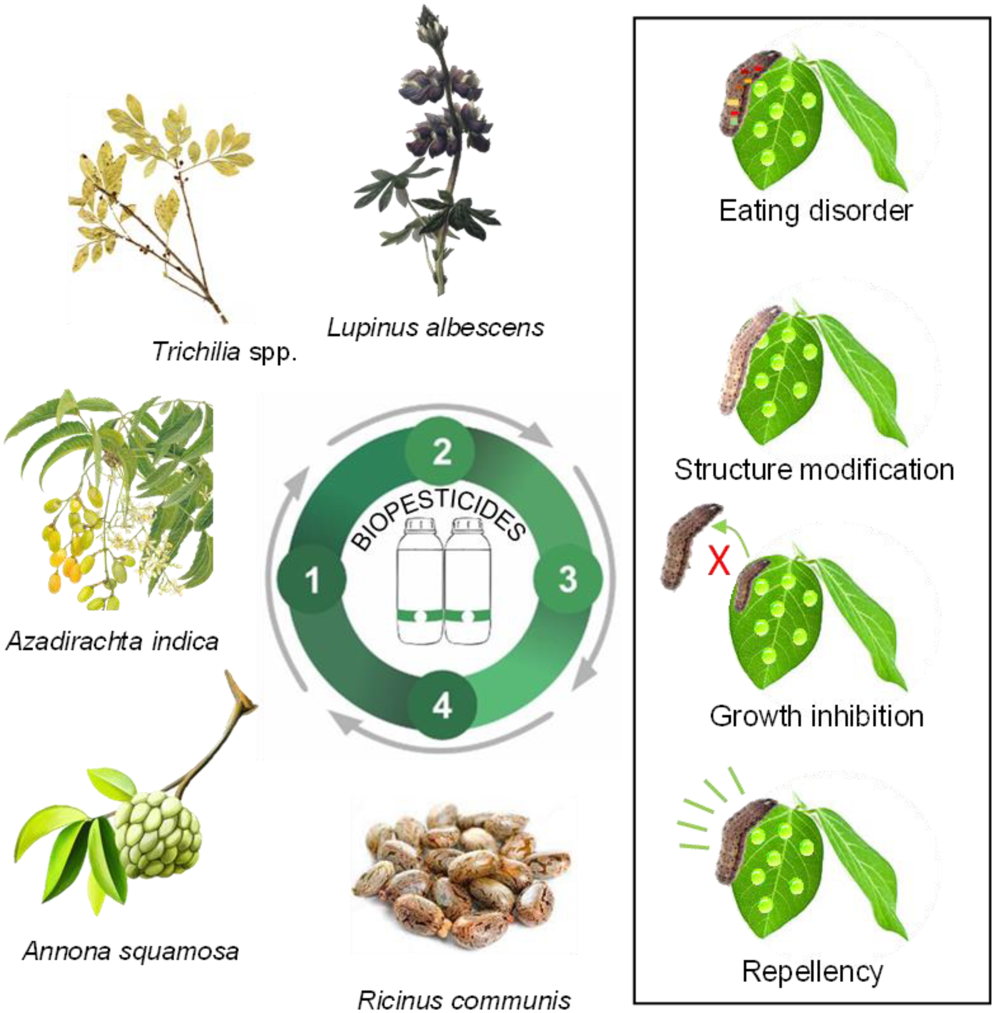 Plants 12 03844 g002