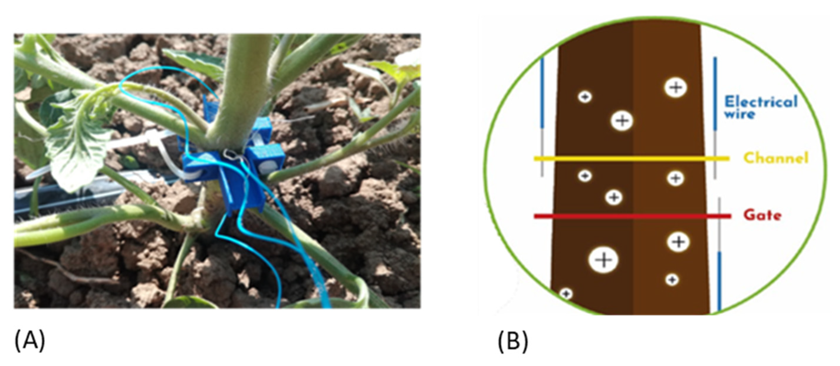 Plants 12 03851 g007