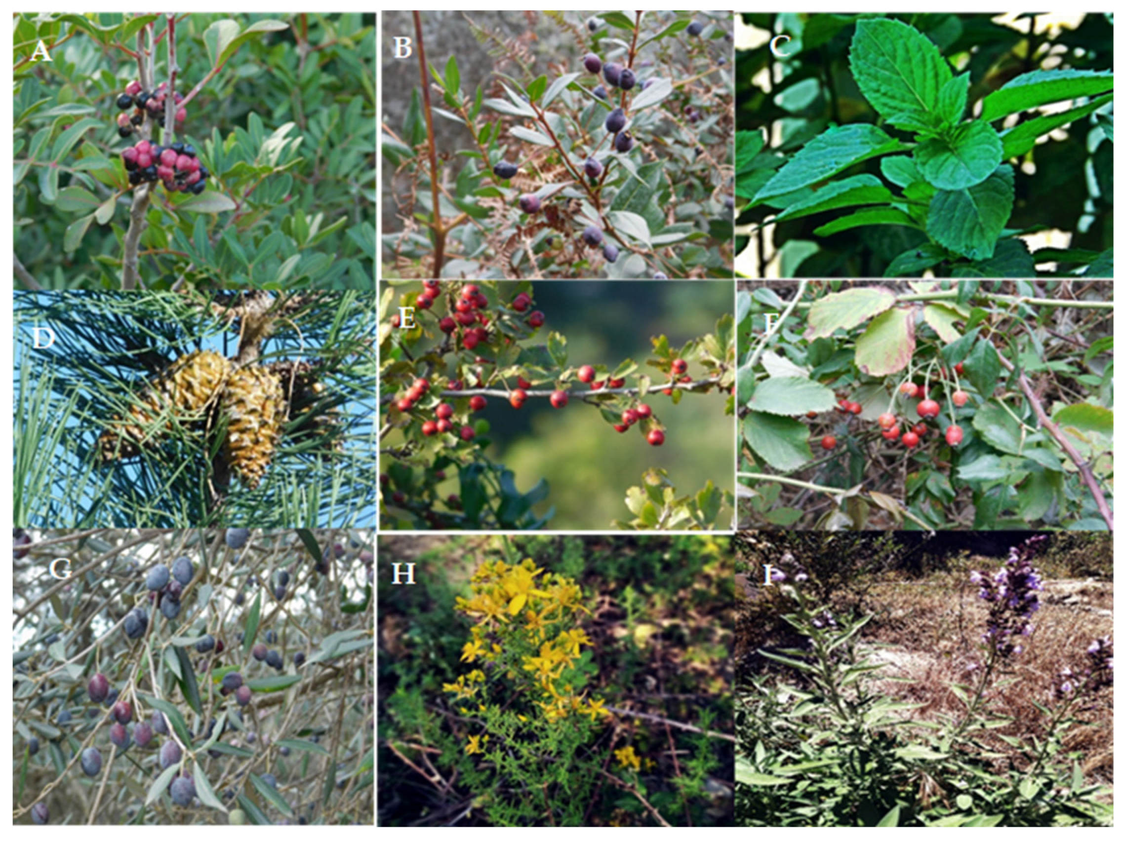 Plants 12 03860 g003 Plants 12 03860 g003