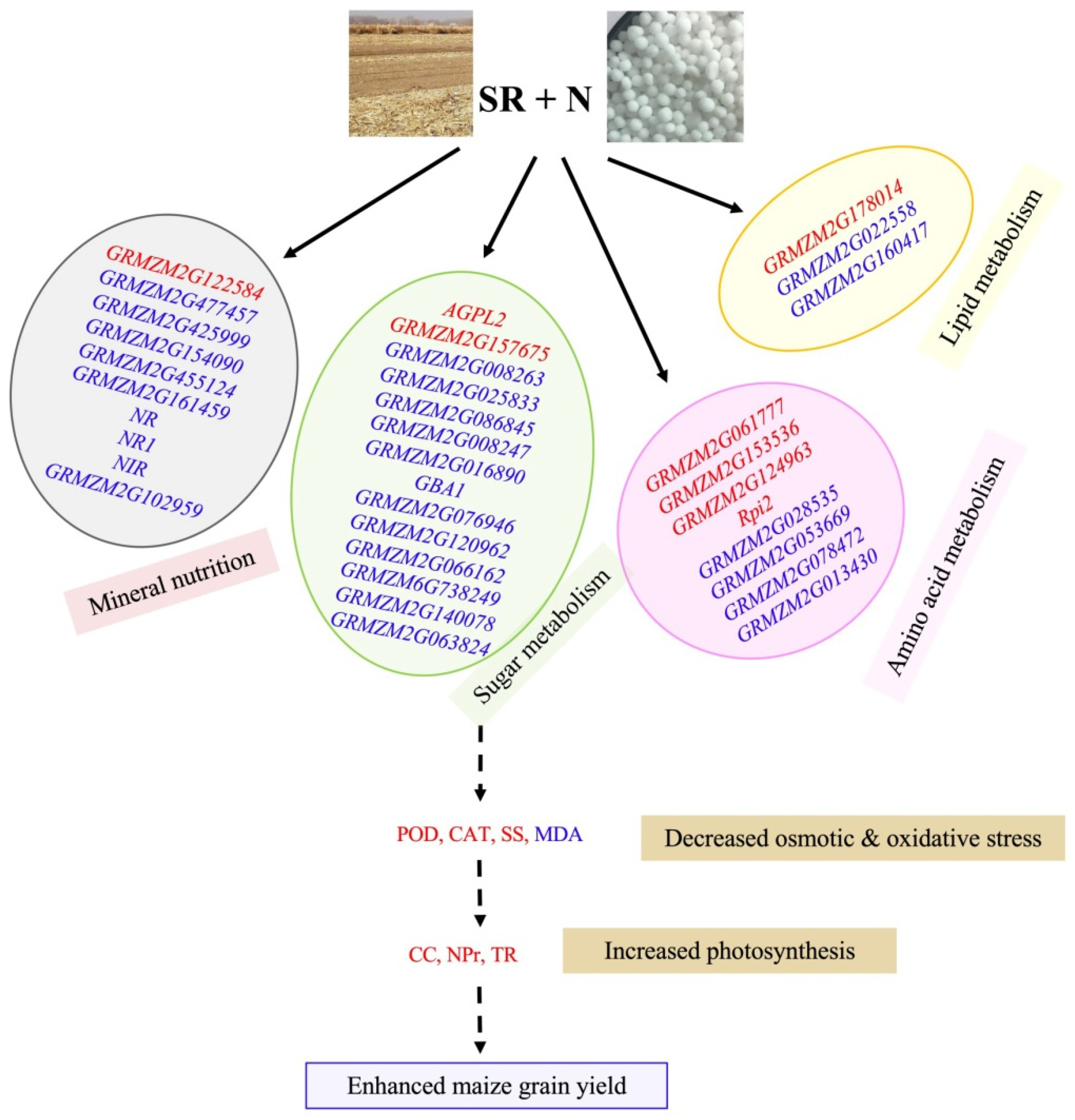 Plants 12 03868 g005