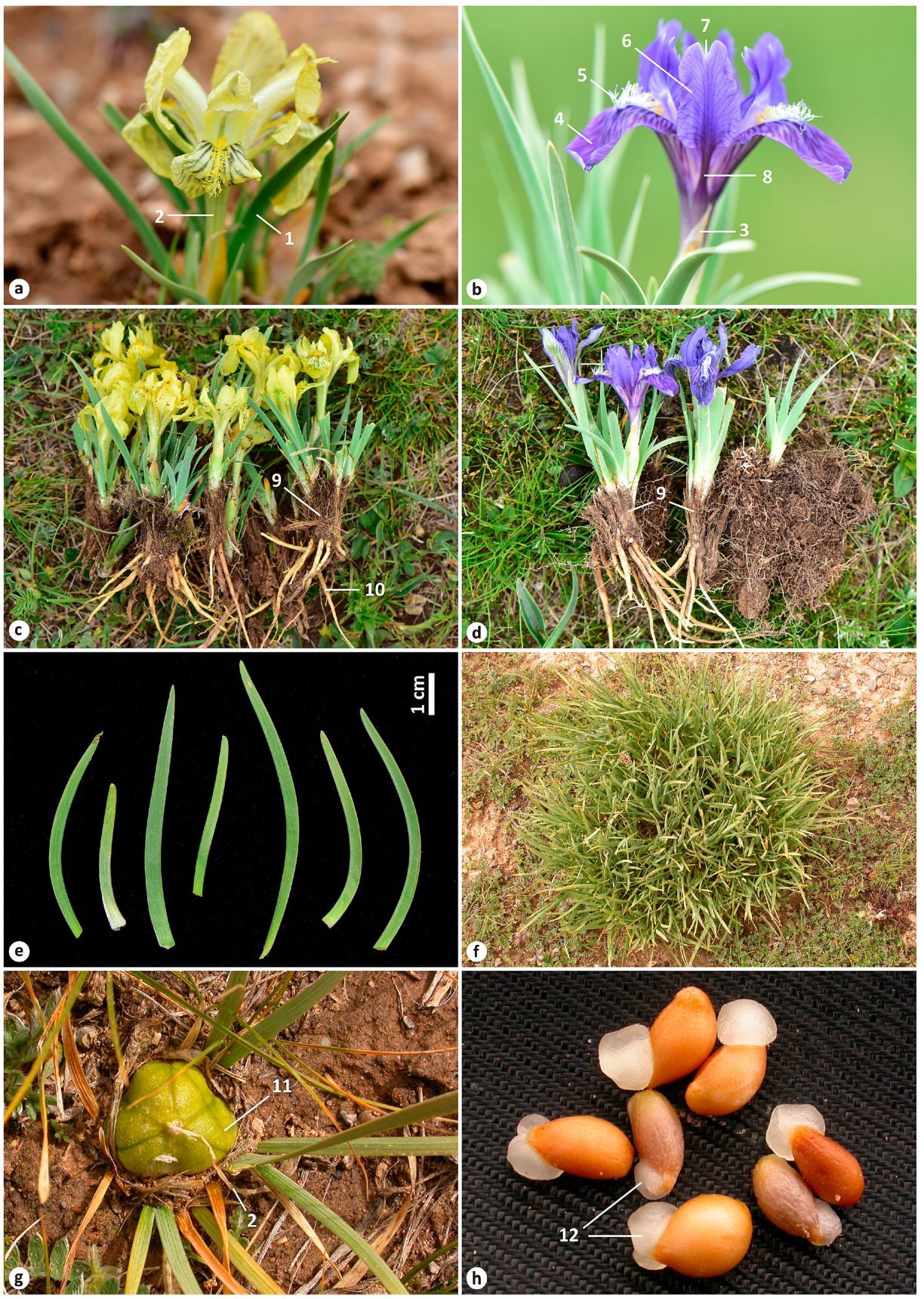 Plants 12 03879 g002 Plants 12 03879 g002
