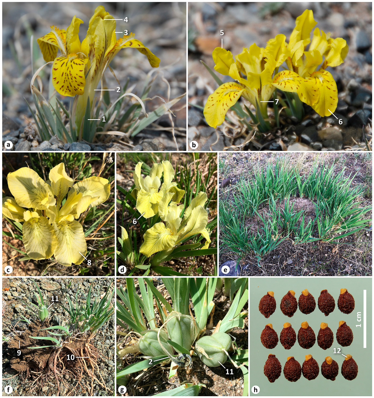 Plants 12 03879 g004 Plants 12 03879 g004