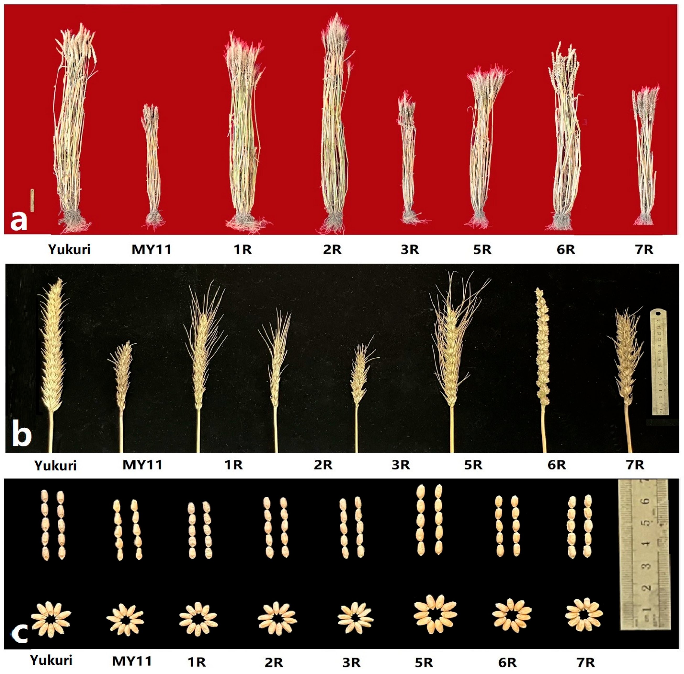 Plants 12 03885 g008 Plants 12 03885 g008