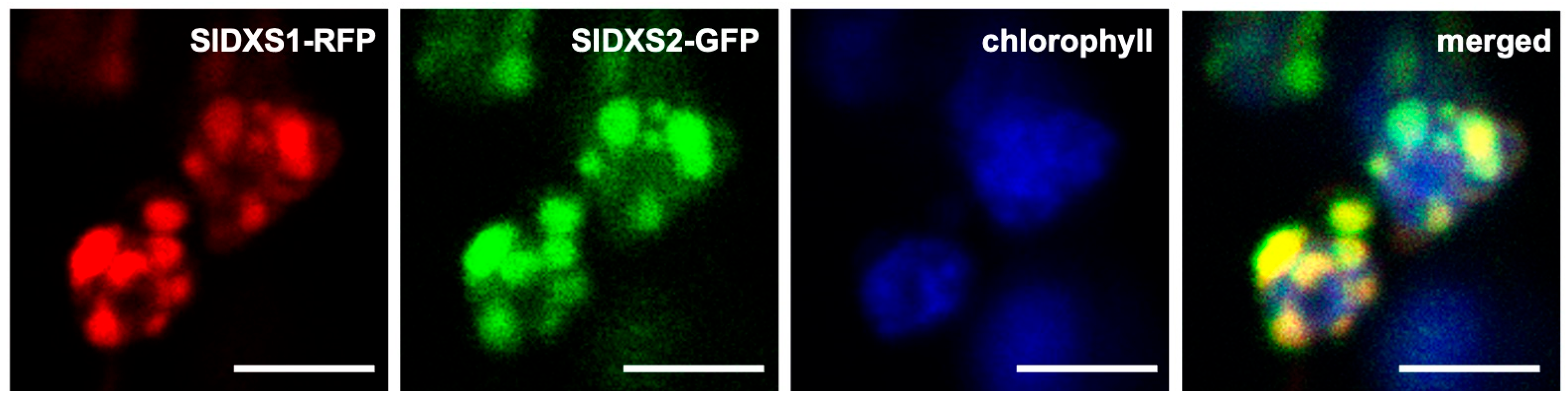 Plants 12 03886 g005