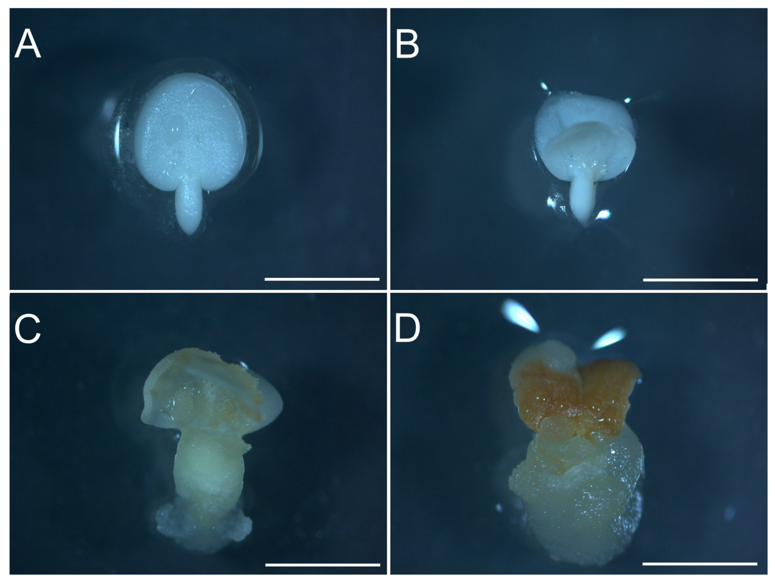 Plants 12 03891 g001