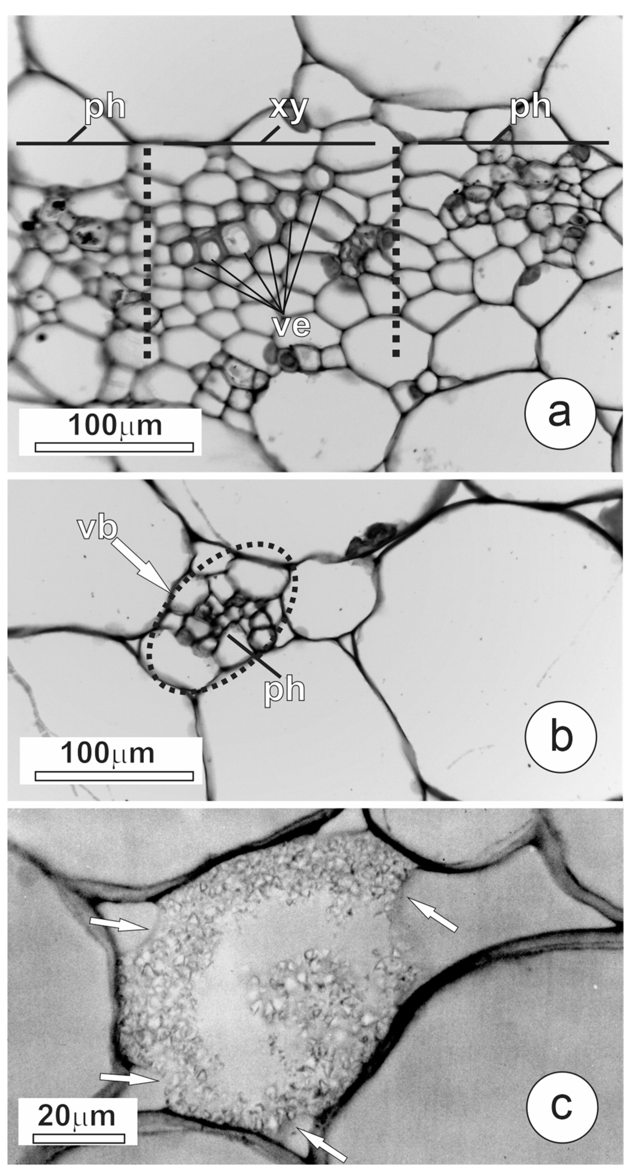 Plants 12 03893 g002