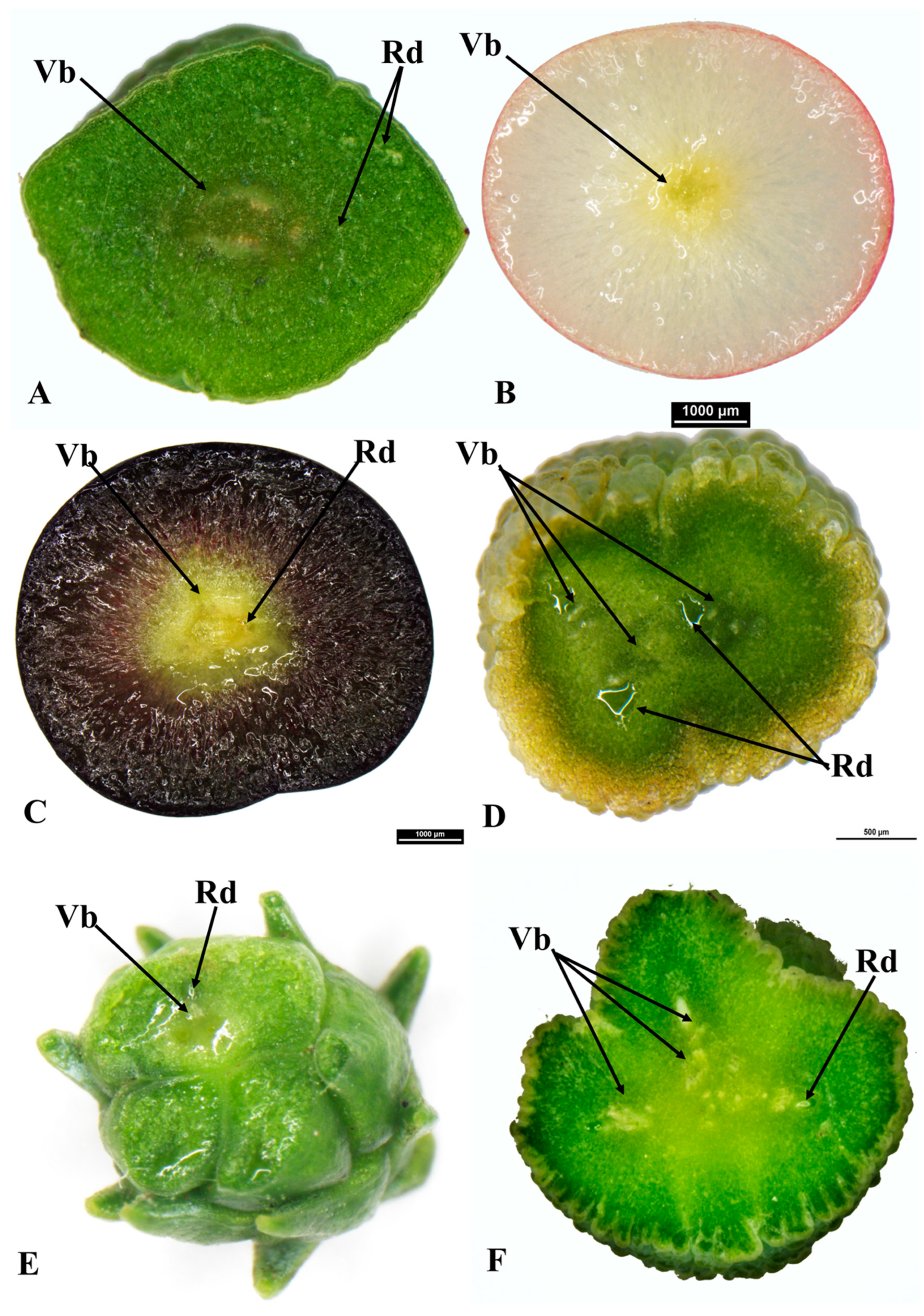 Plants 12 03903 g003