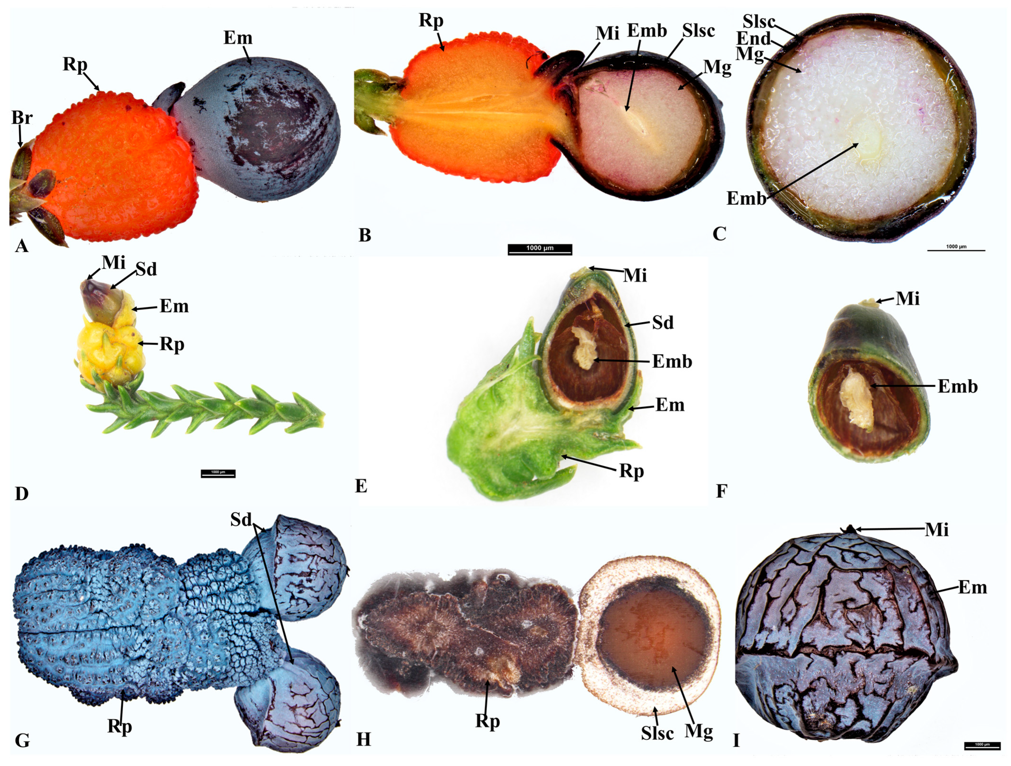 Plants 12 03903 g005