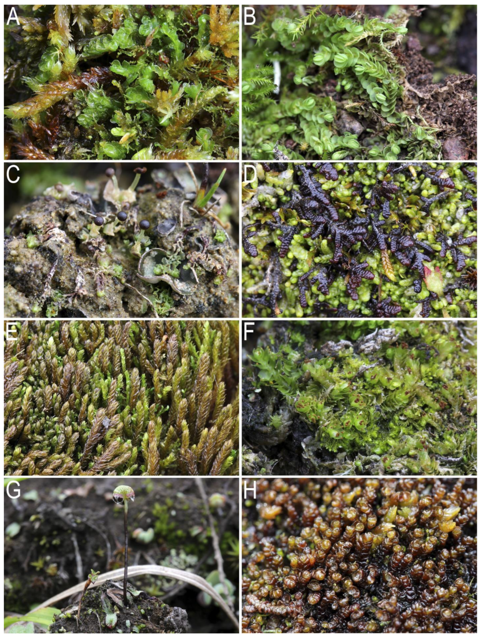 Plants 12 03928 g001 Plants 12 03928 g001