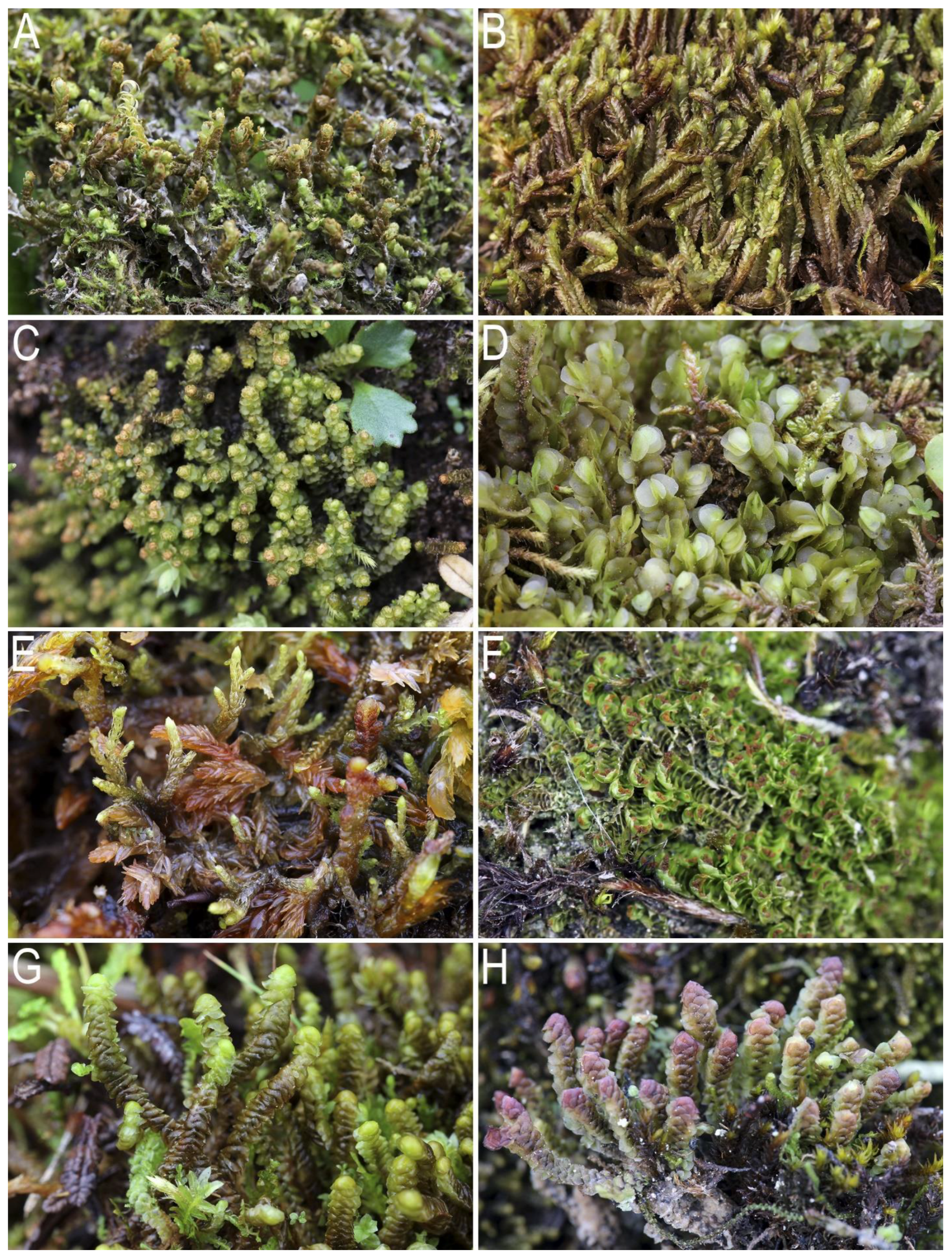 Plants 12 03928 g002 Plants 12 03928 g002