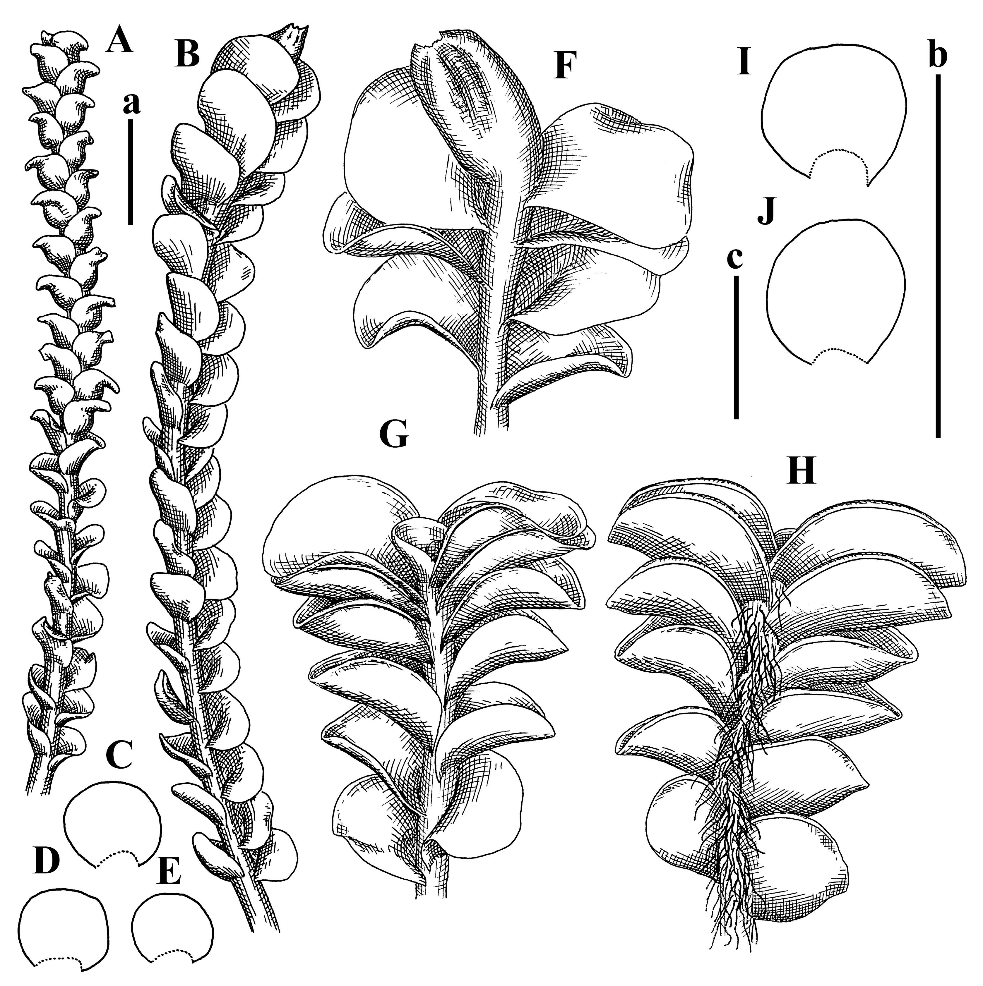 Plants 12 03935 g001