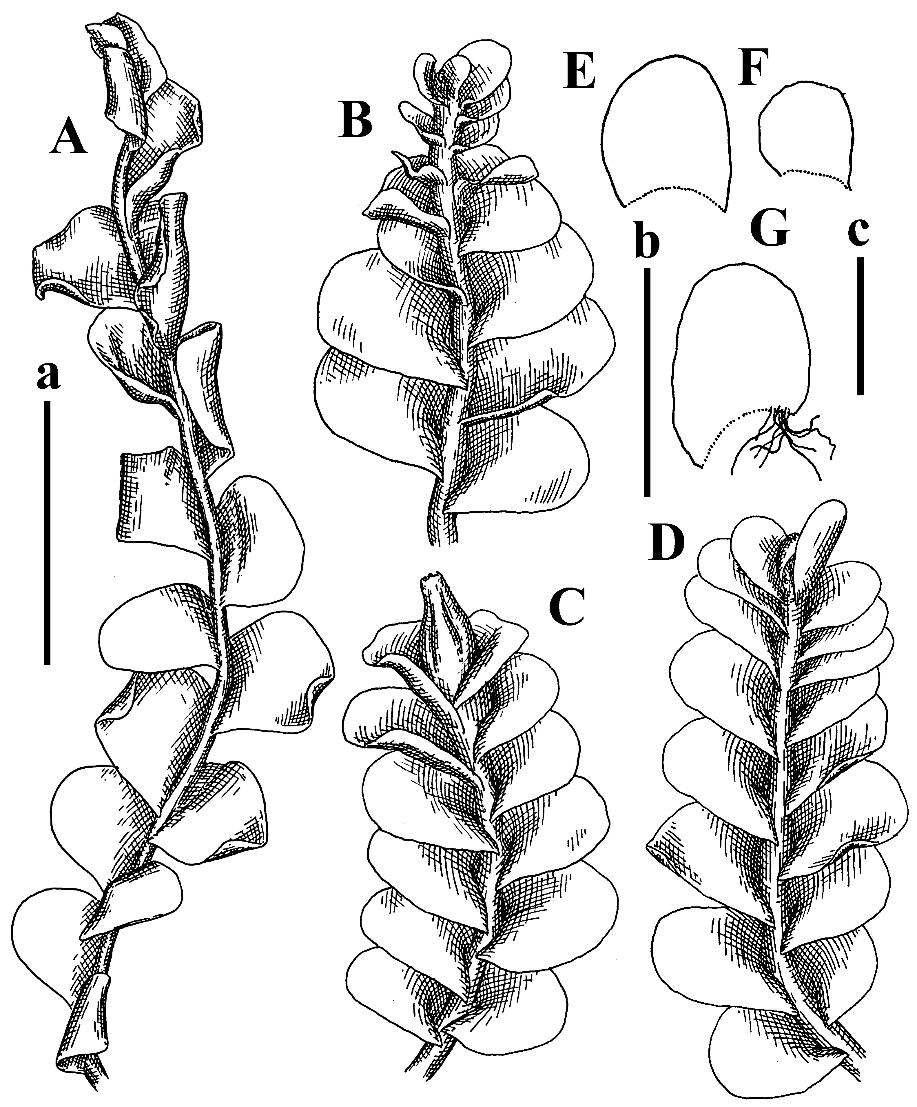 Plants 12 03935 g003