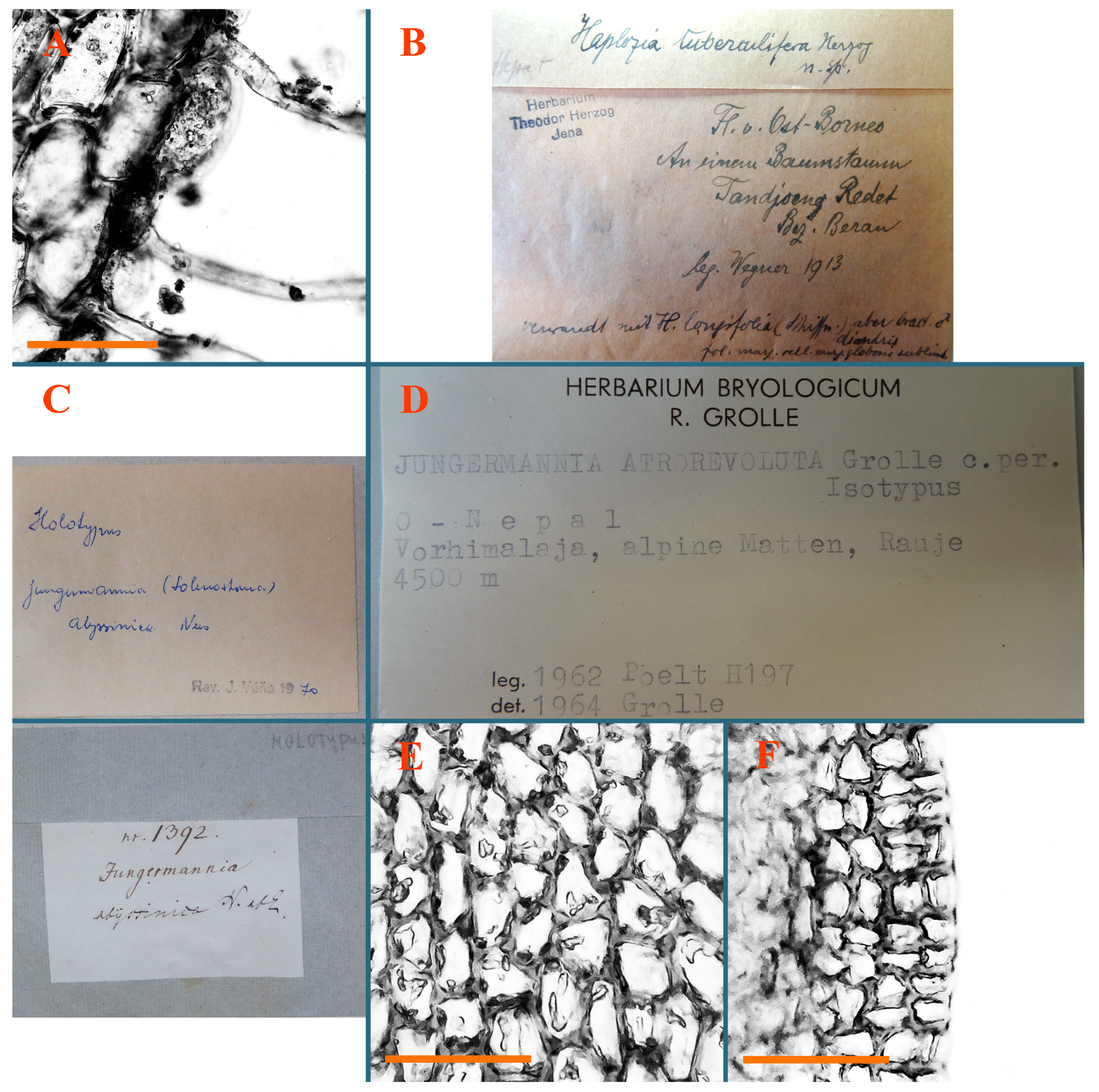 Plants 12 03935 g005