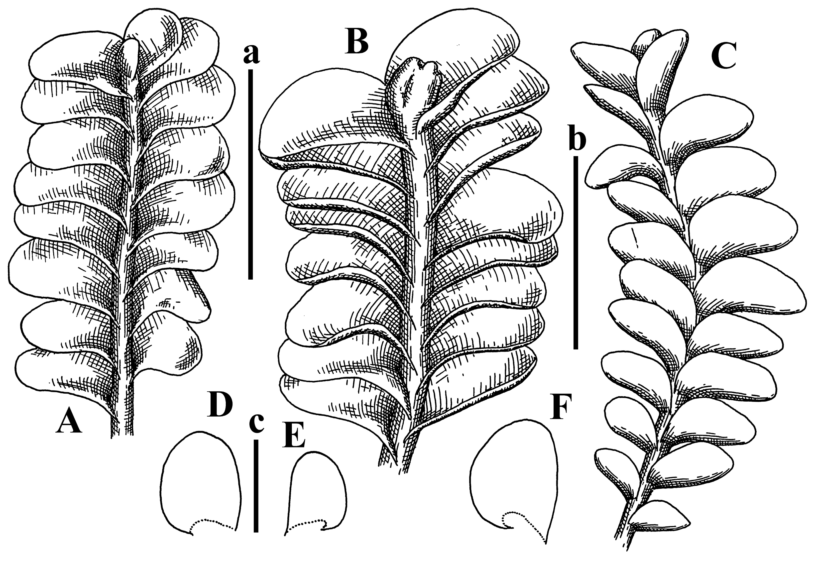 Plants 12 03935 g008