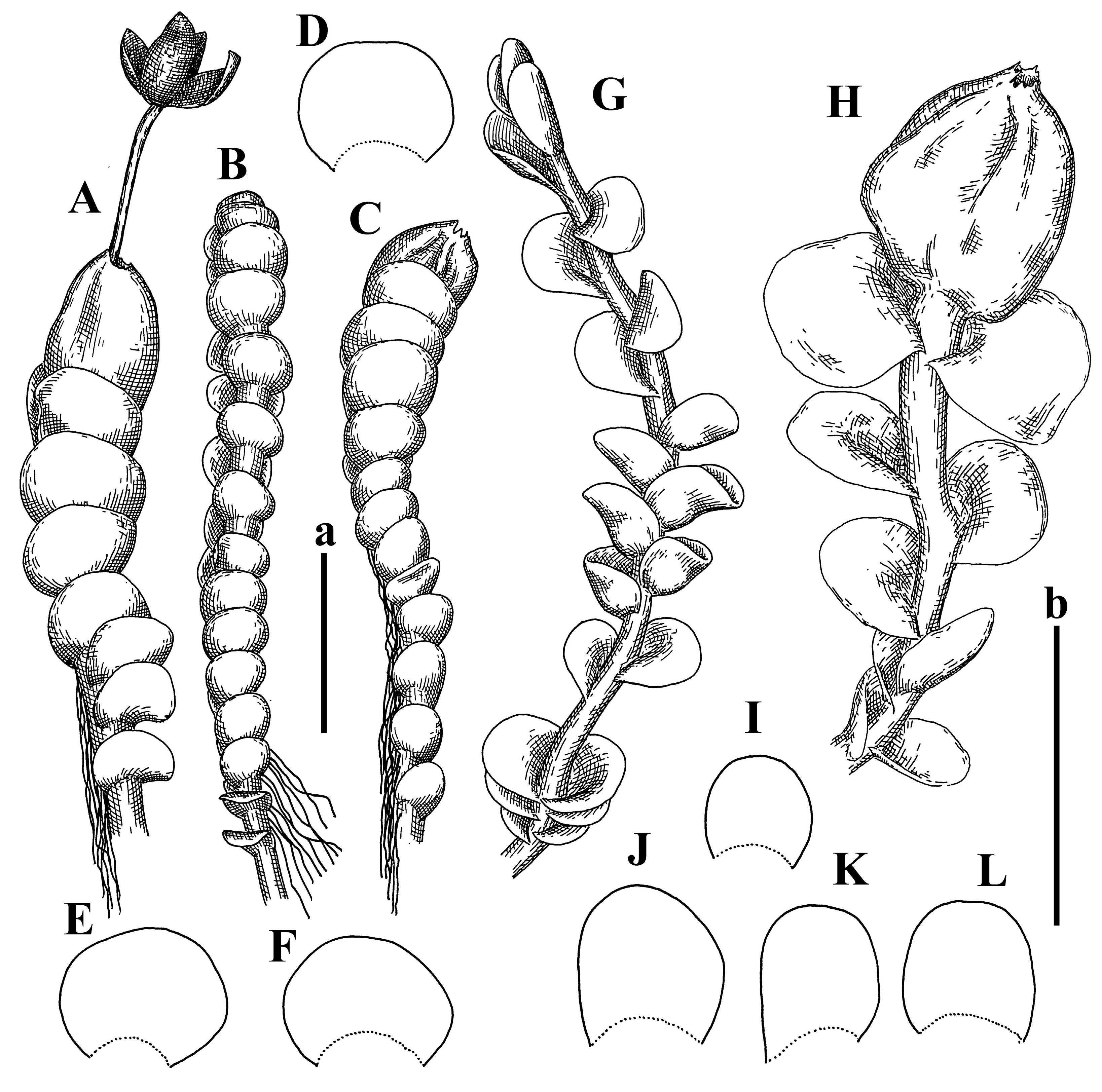 Plants 12 03935 g012
