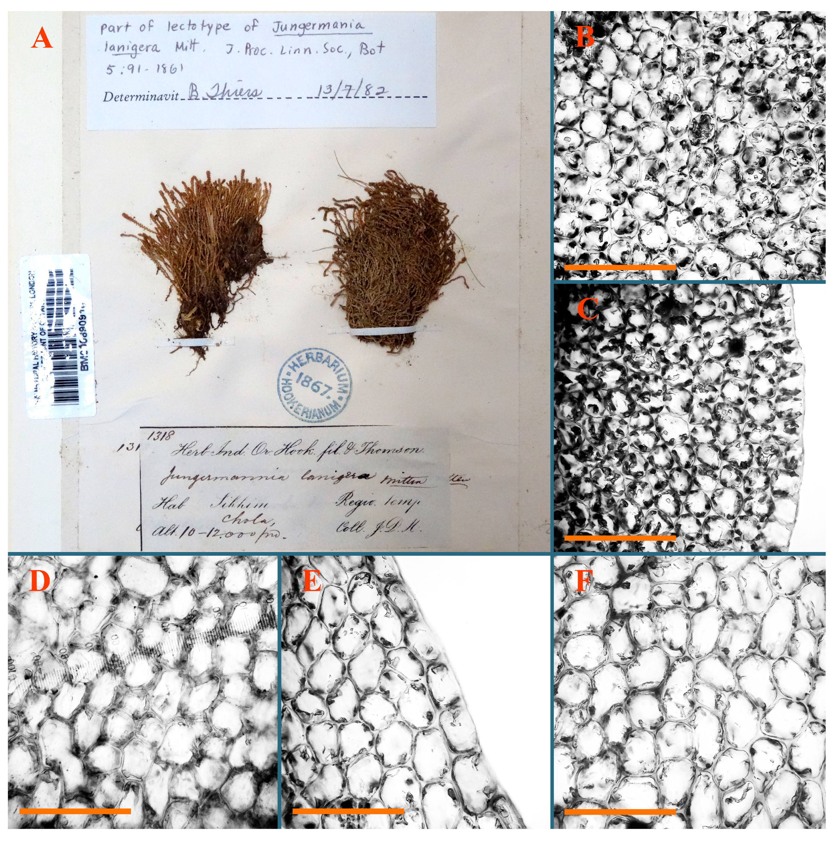 Plants 12 03935 g024