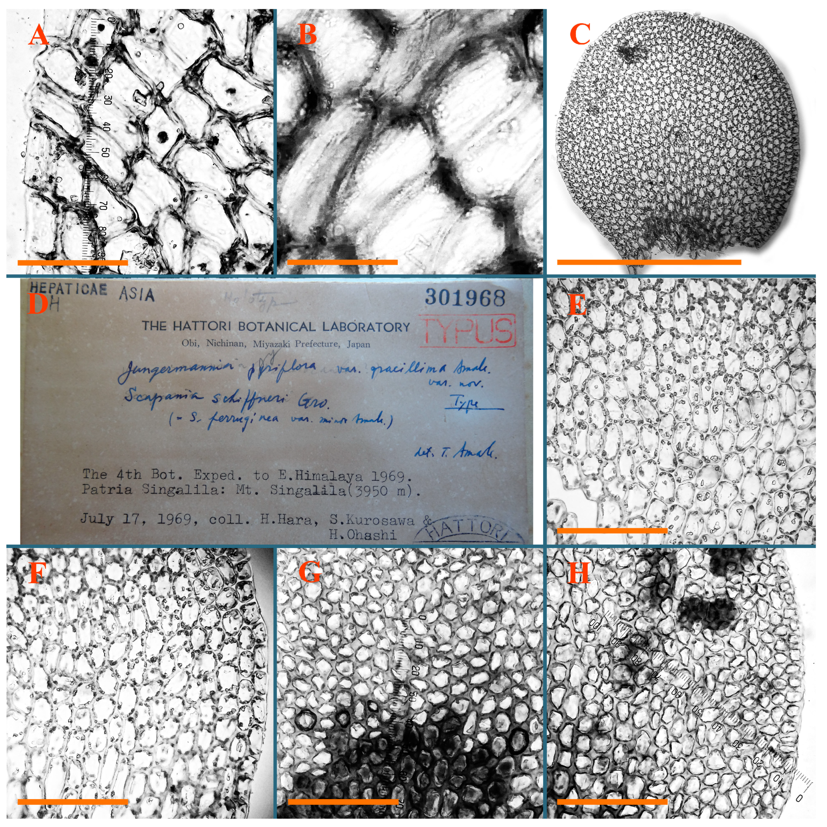 Plants 12 03935 g033