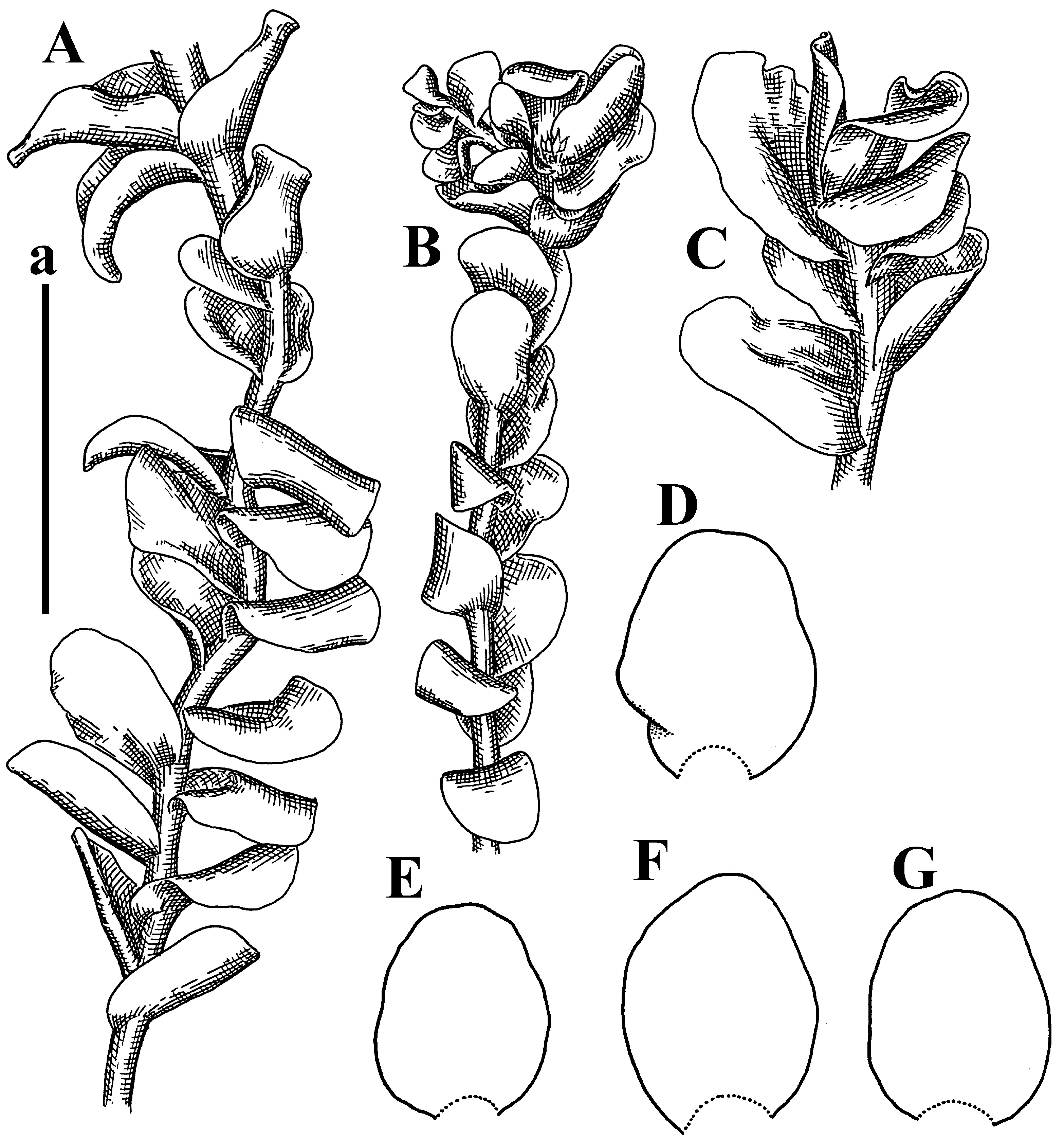 Plants 12 03935 g040